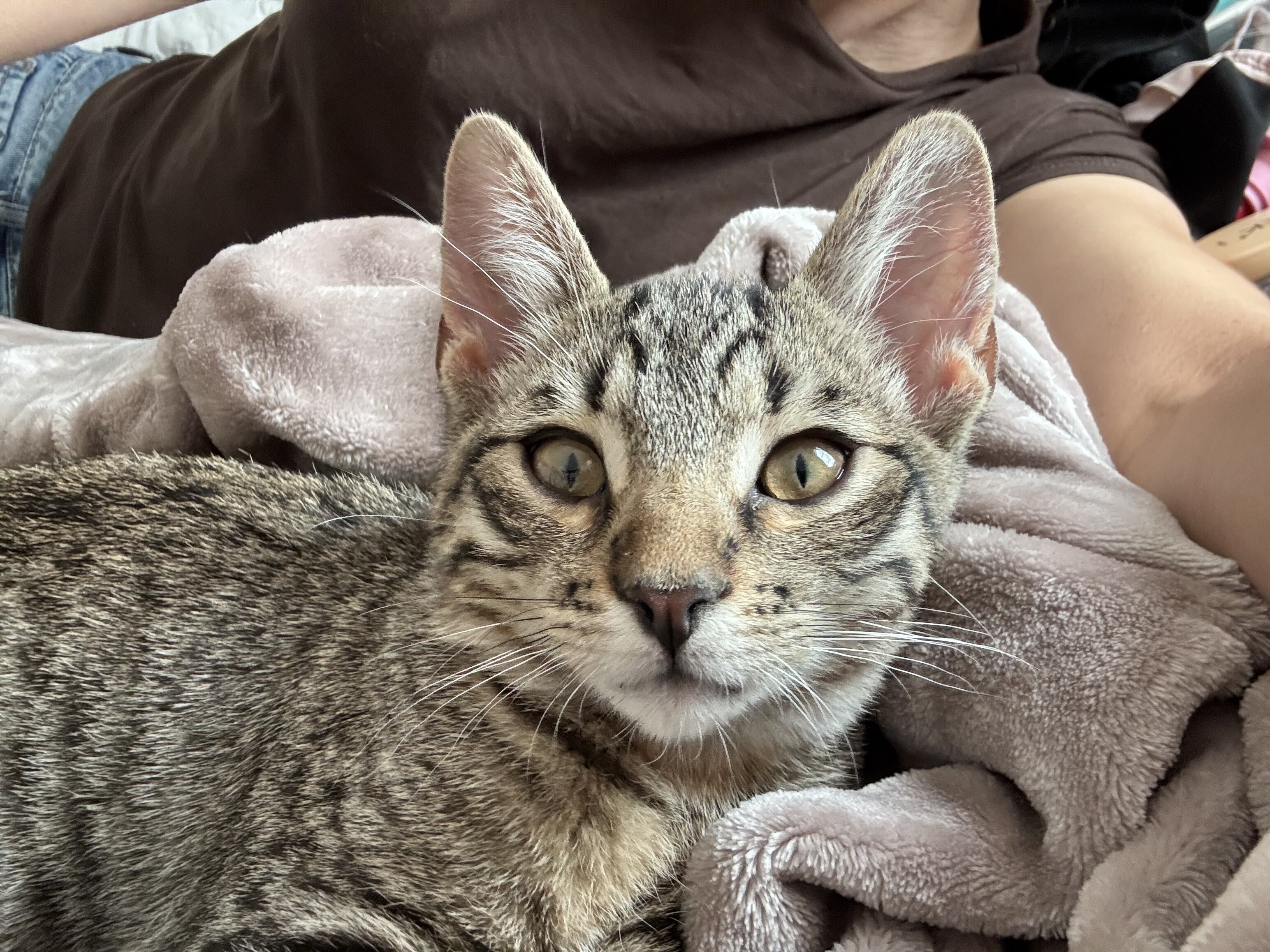 6 month male kitty image 4