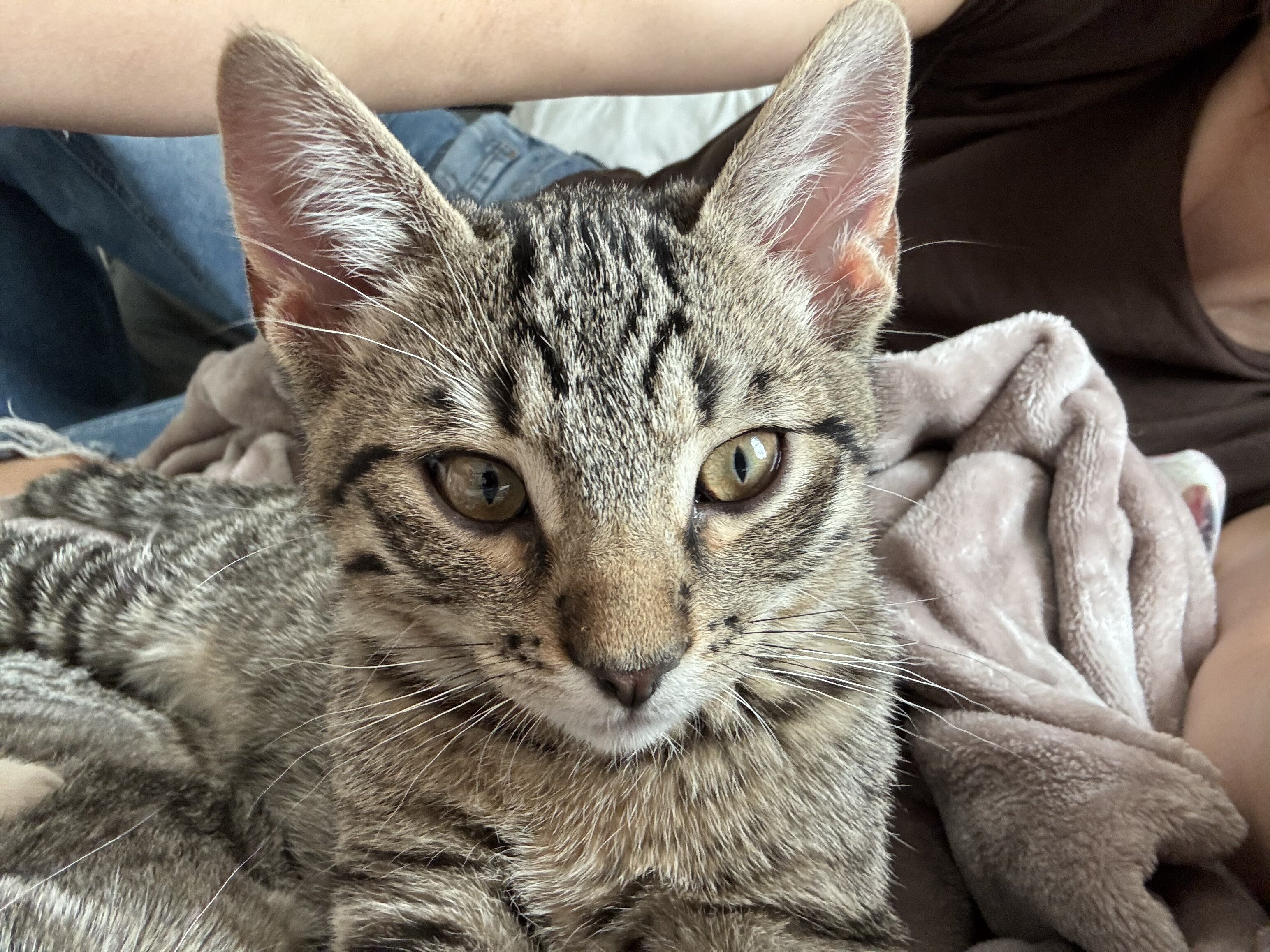 6 month male kitty image 3