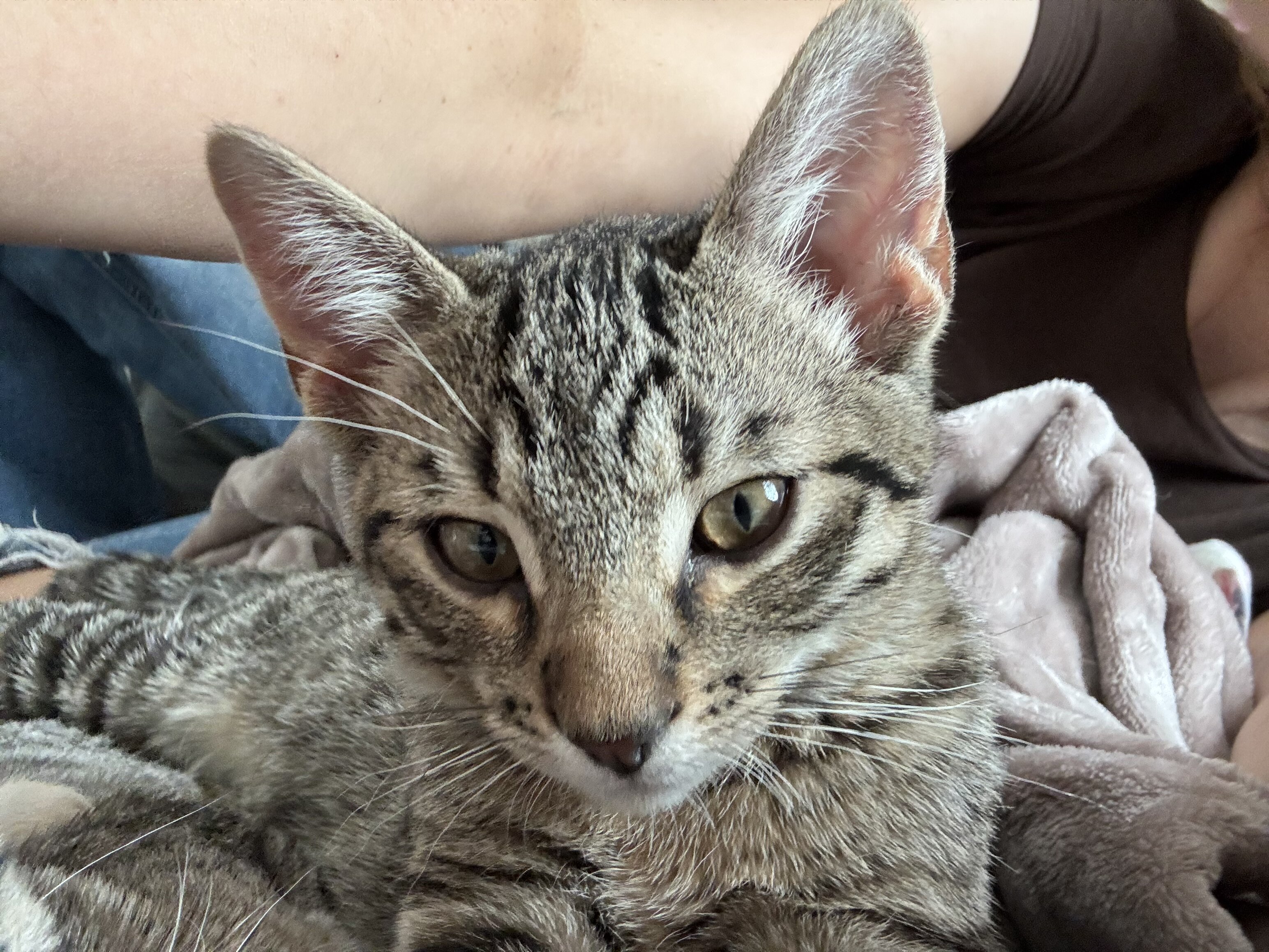 6 month male kitty image 2