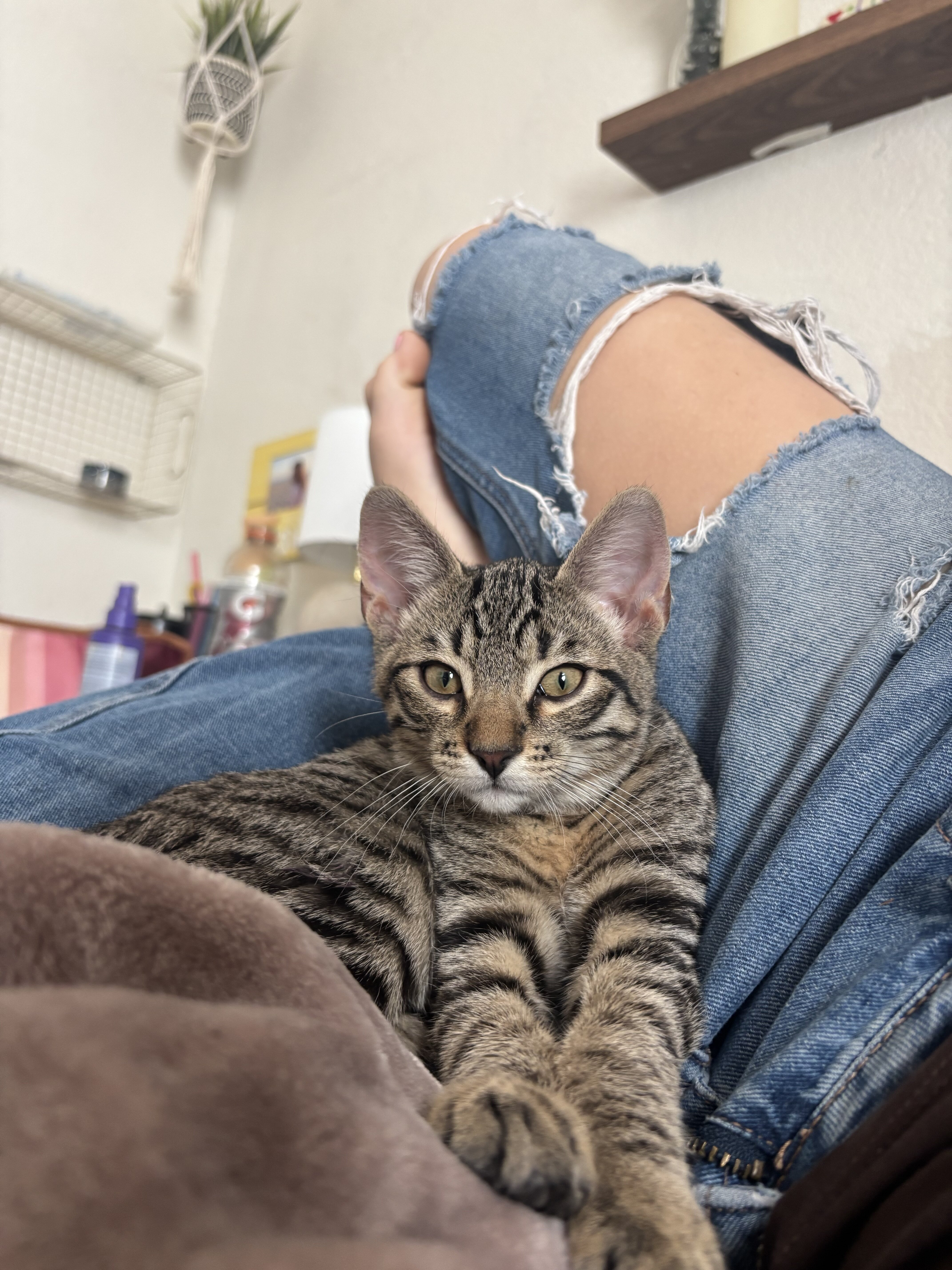 6 month male kitty image 1