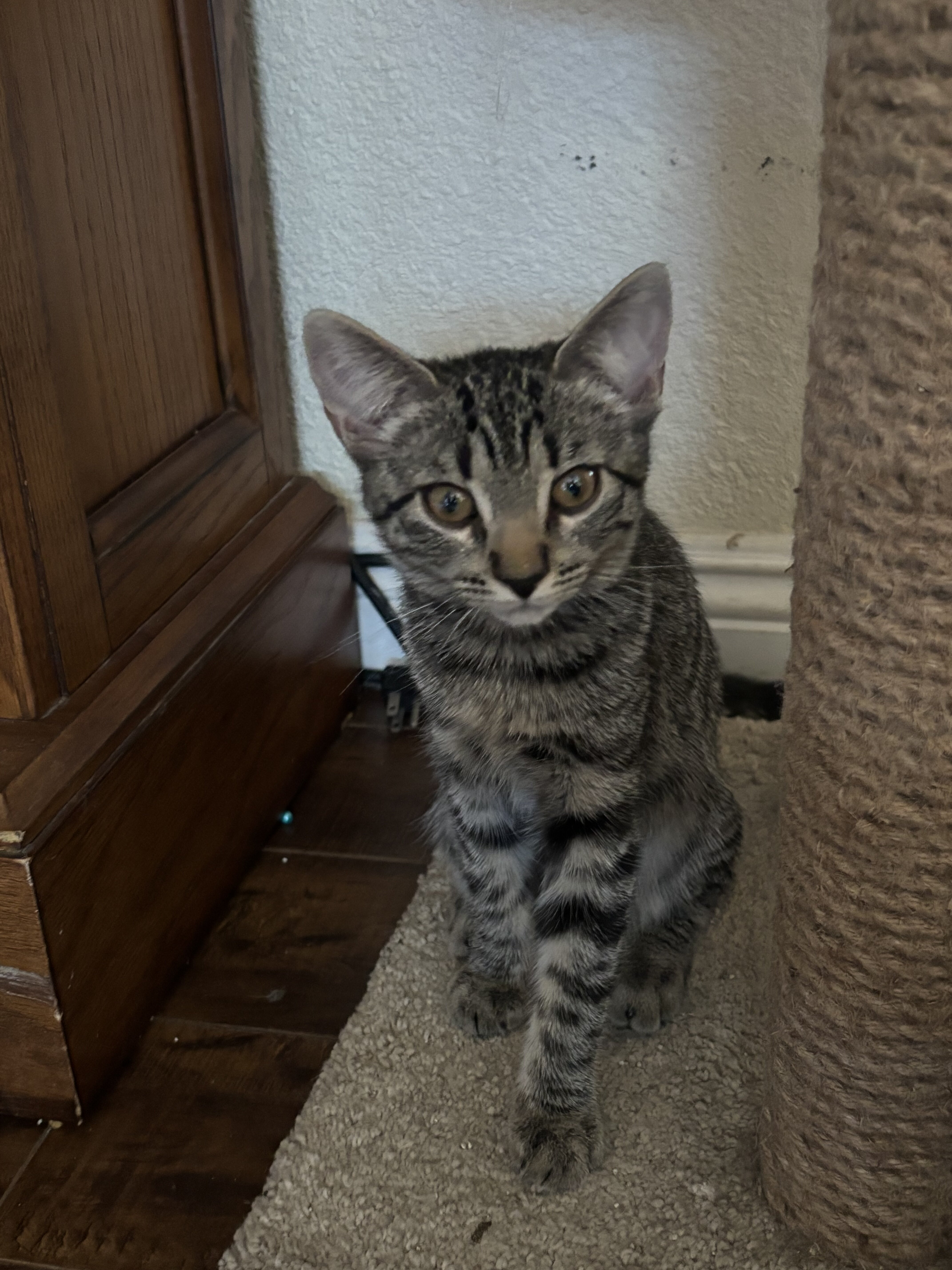 Female 6 month cat image 4