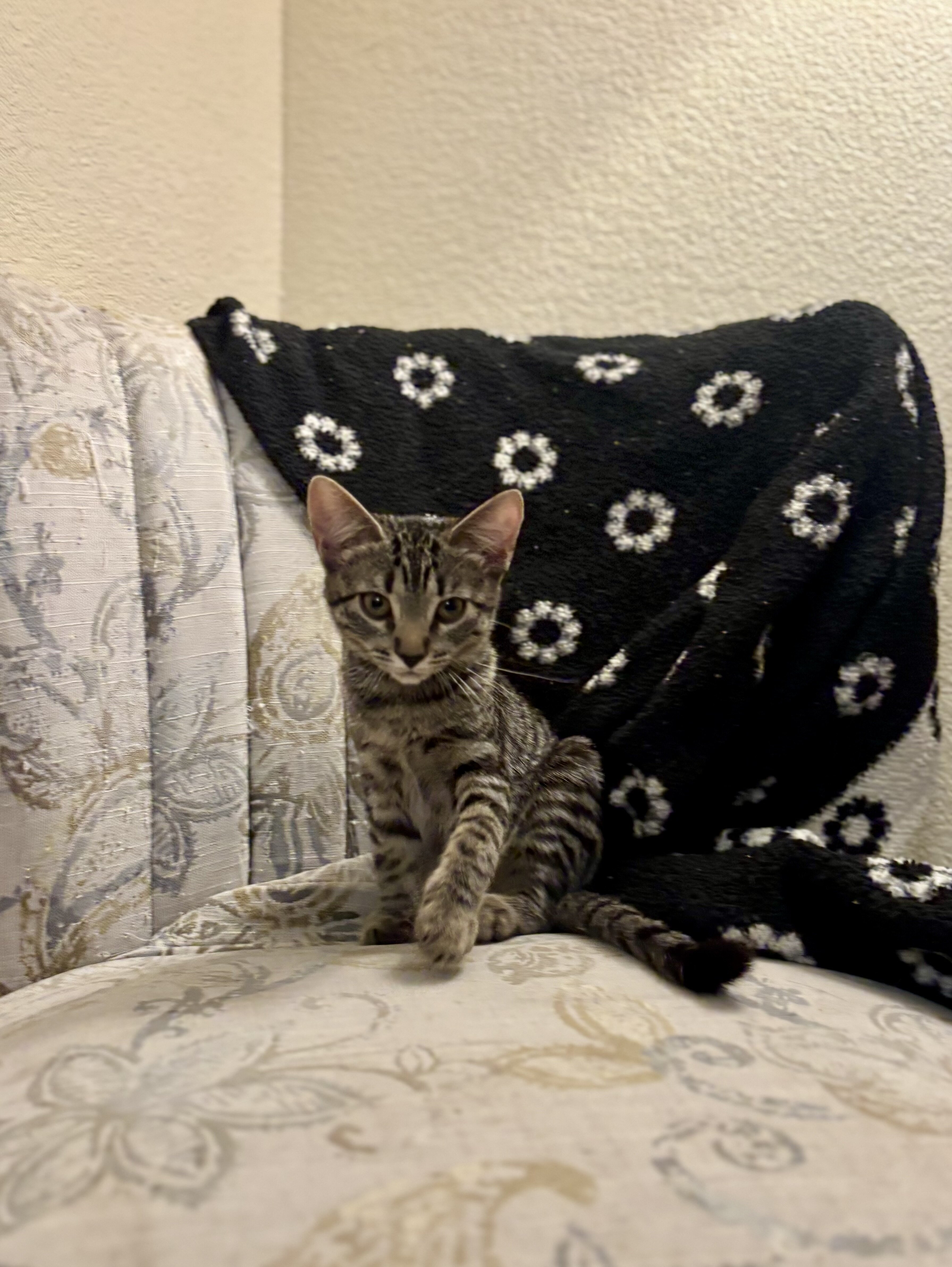 Female 6 month cat image 3