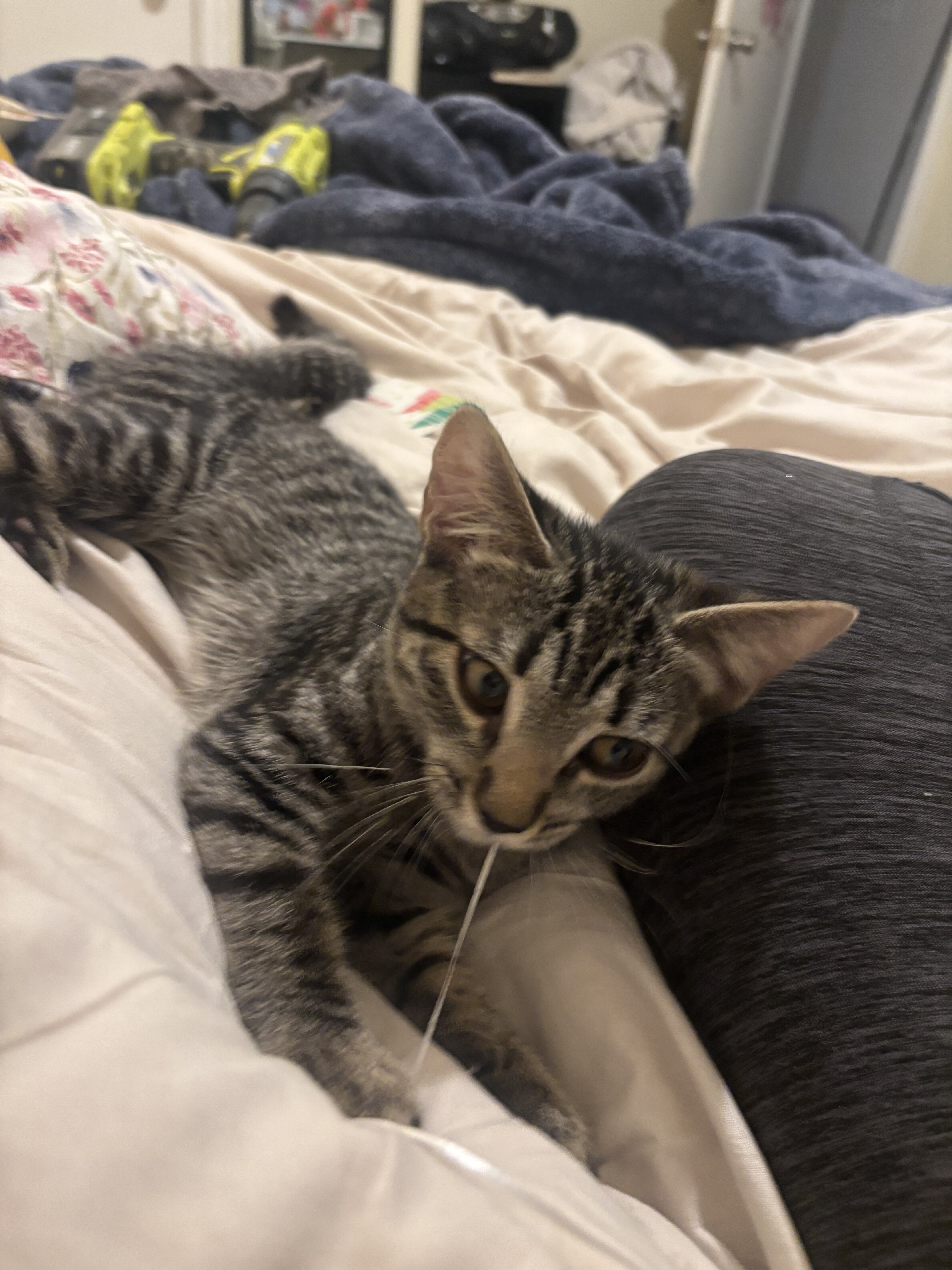 Female 6 month cat image 1