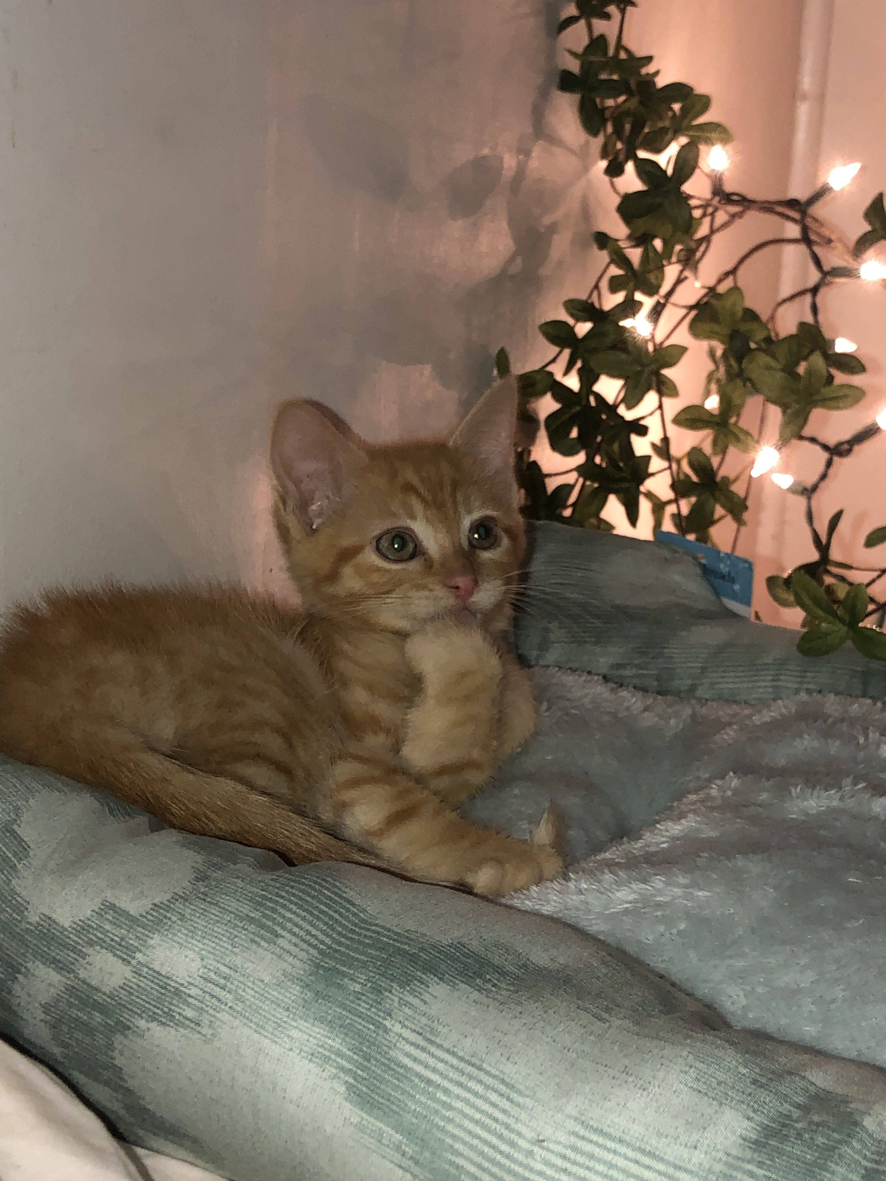 Kitten image 1