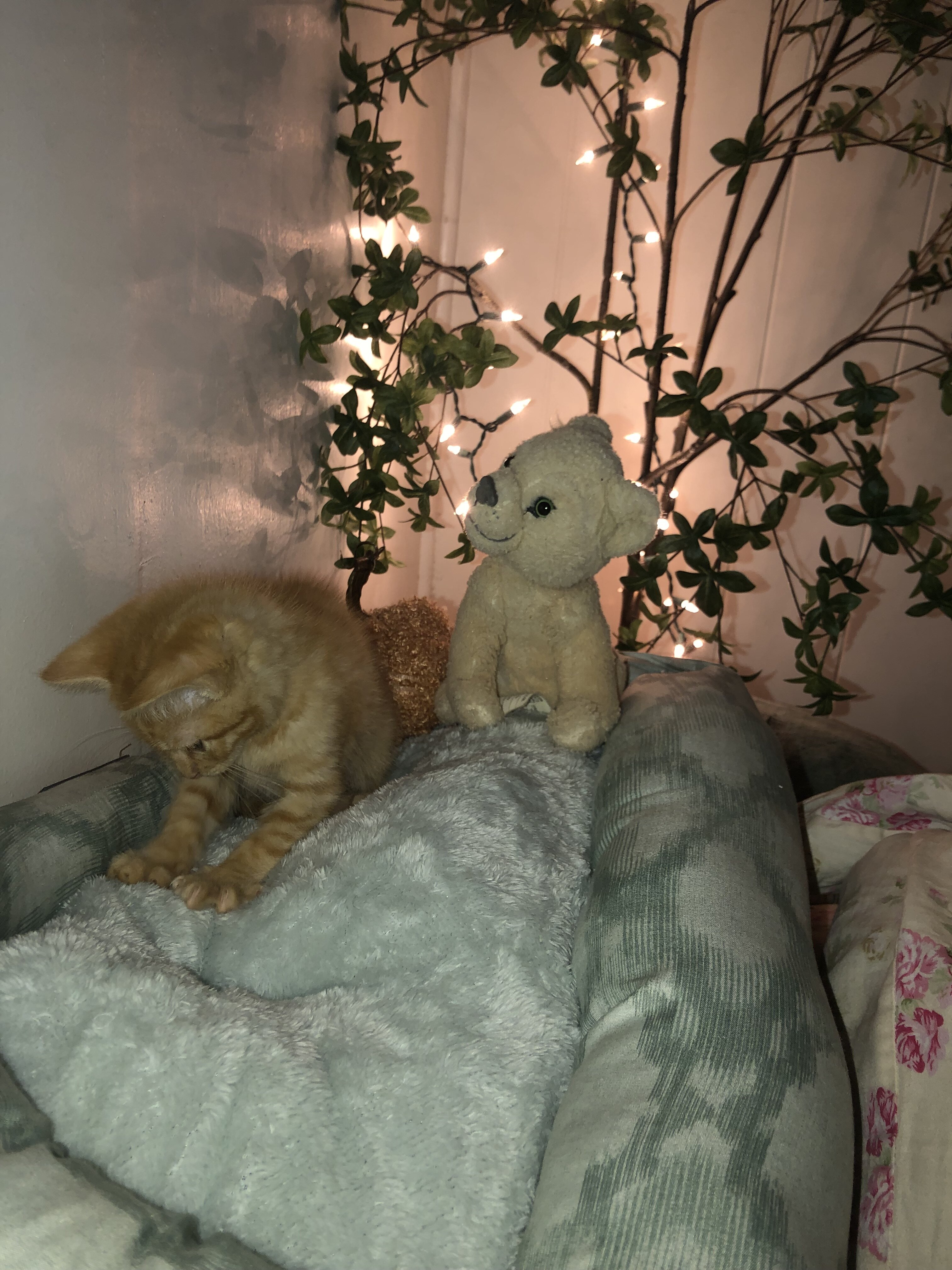 Kitten image 9