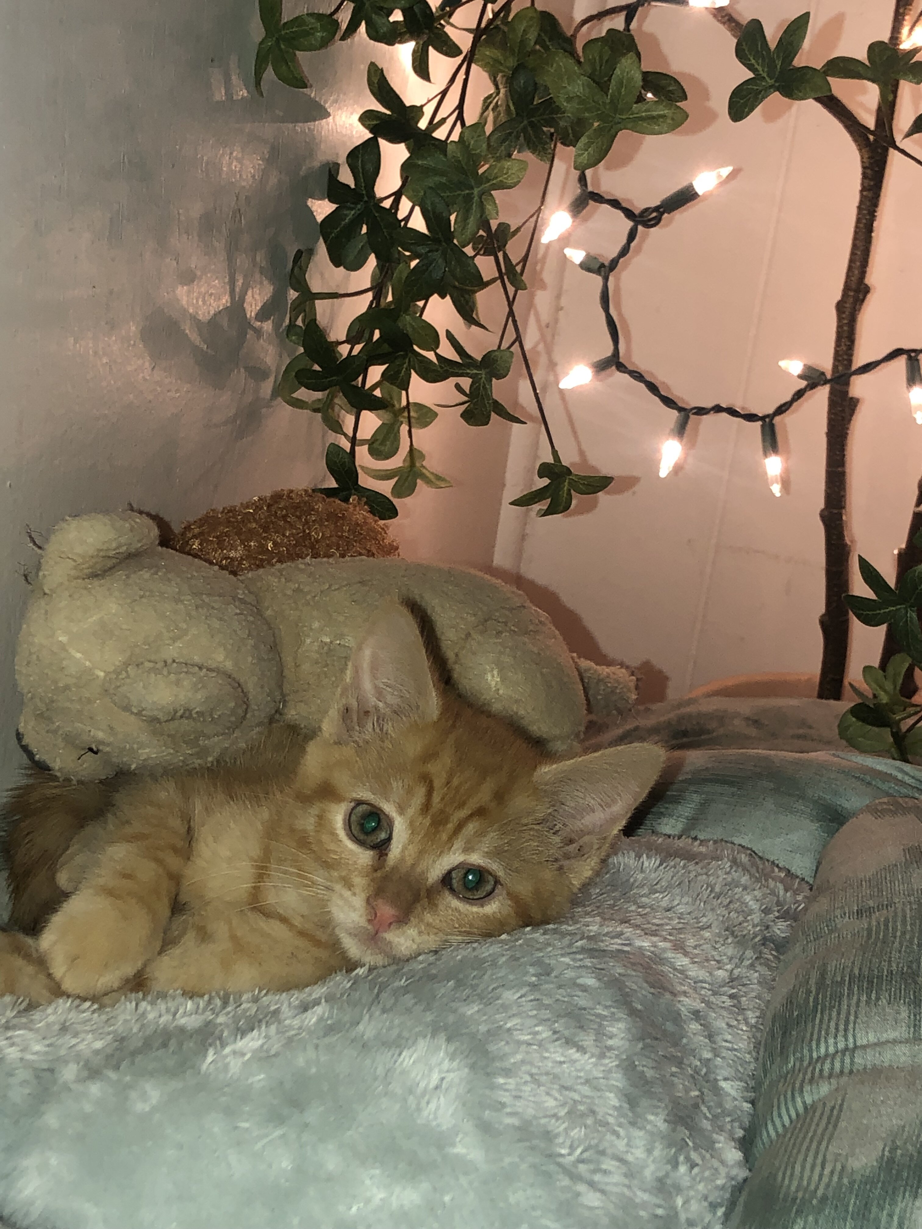 Kitten image 2