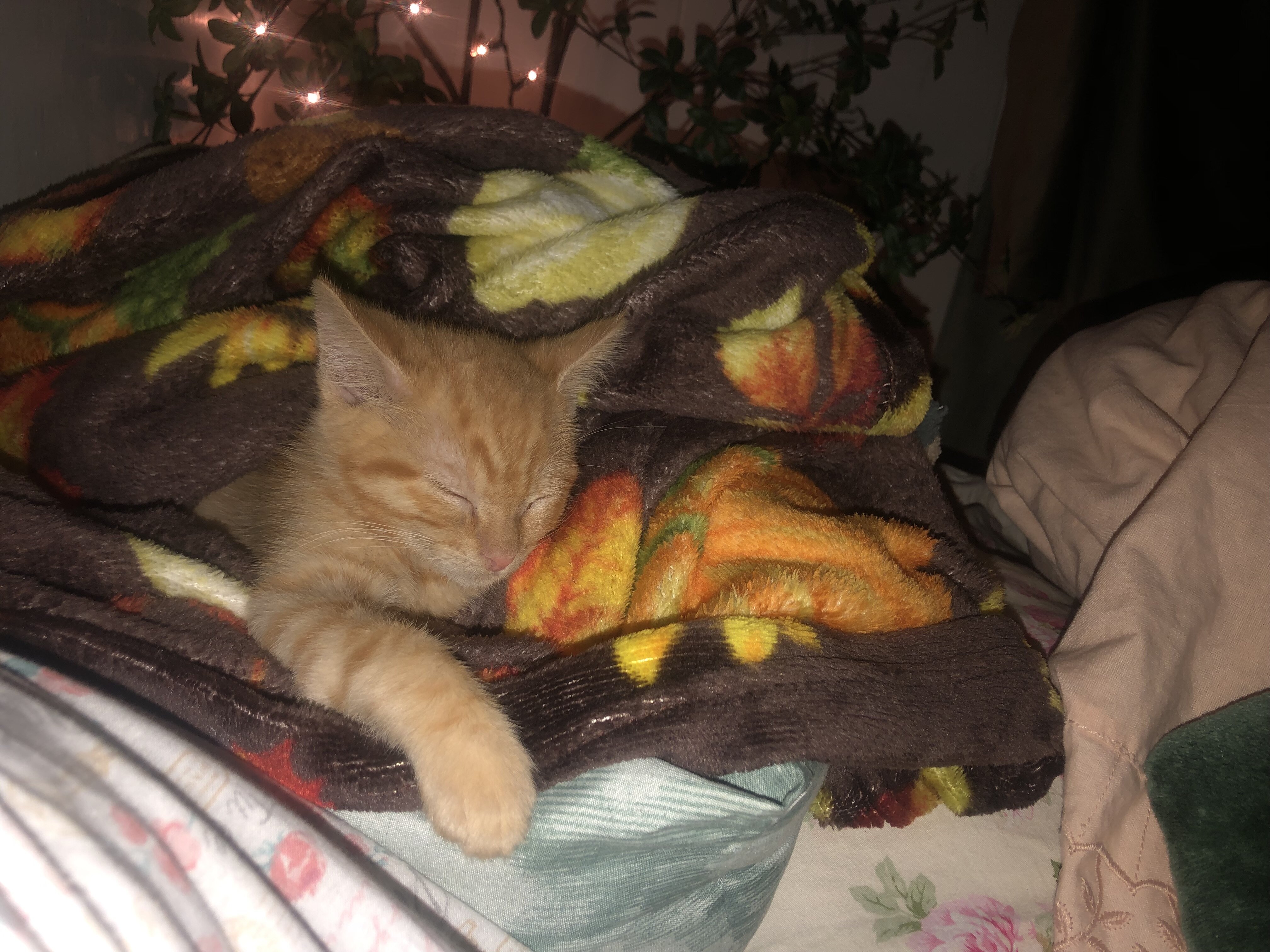 Kitten image 3
