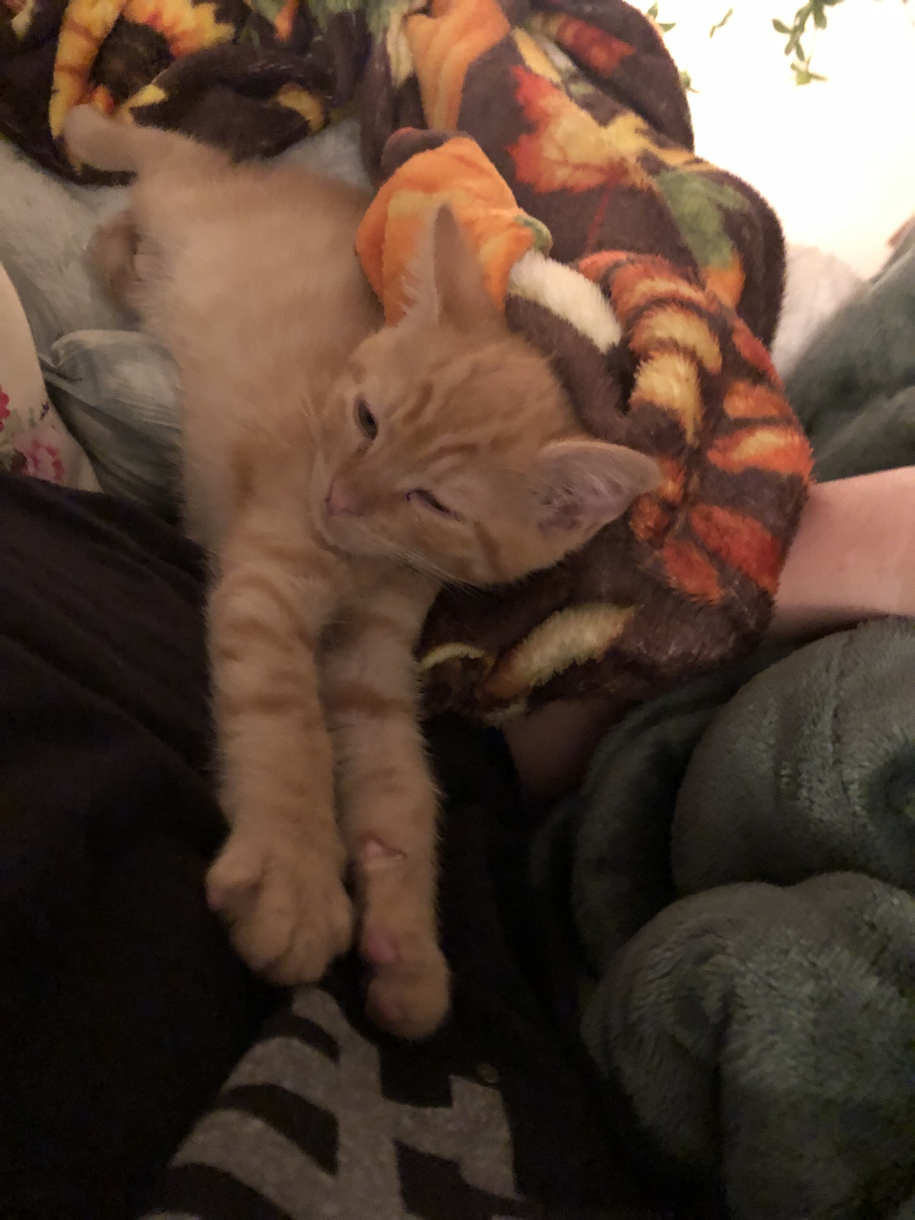 Kitten image 4