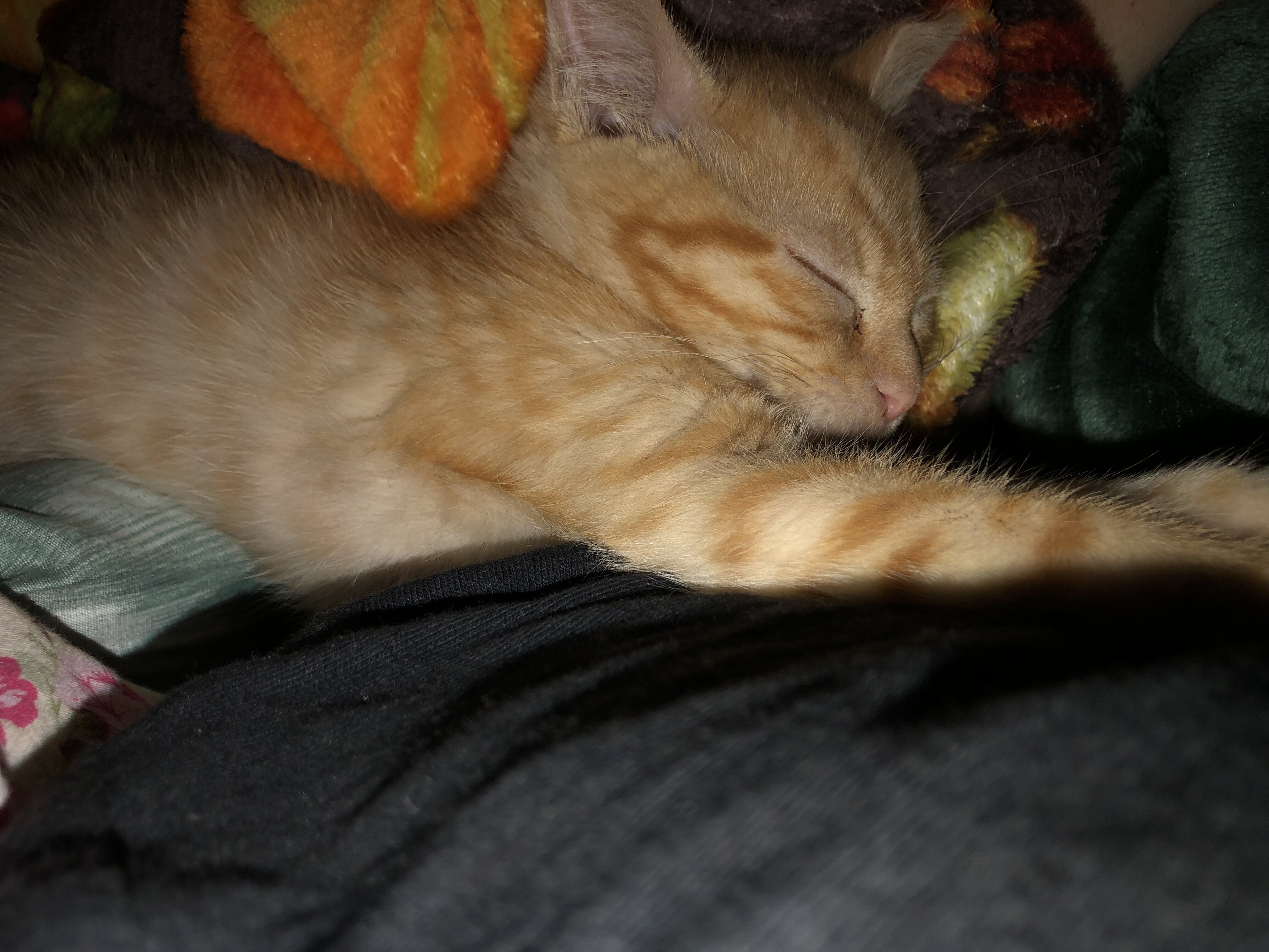 Kitten image 5