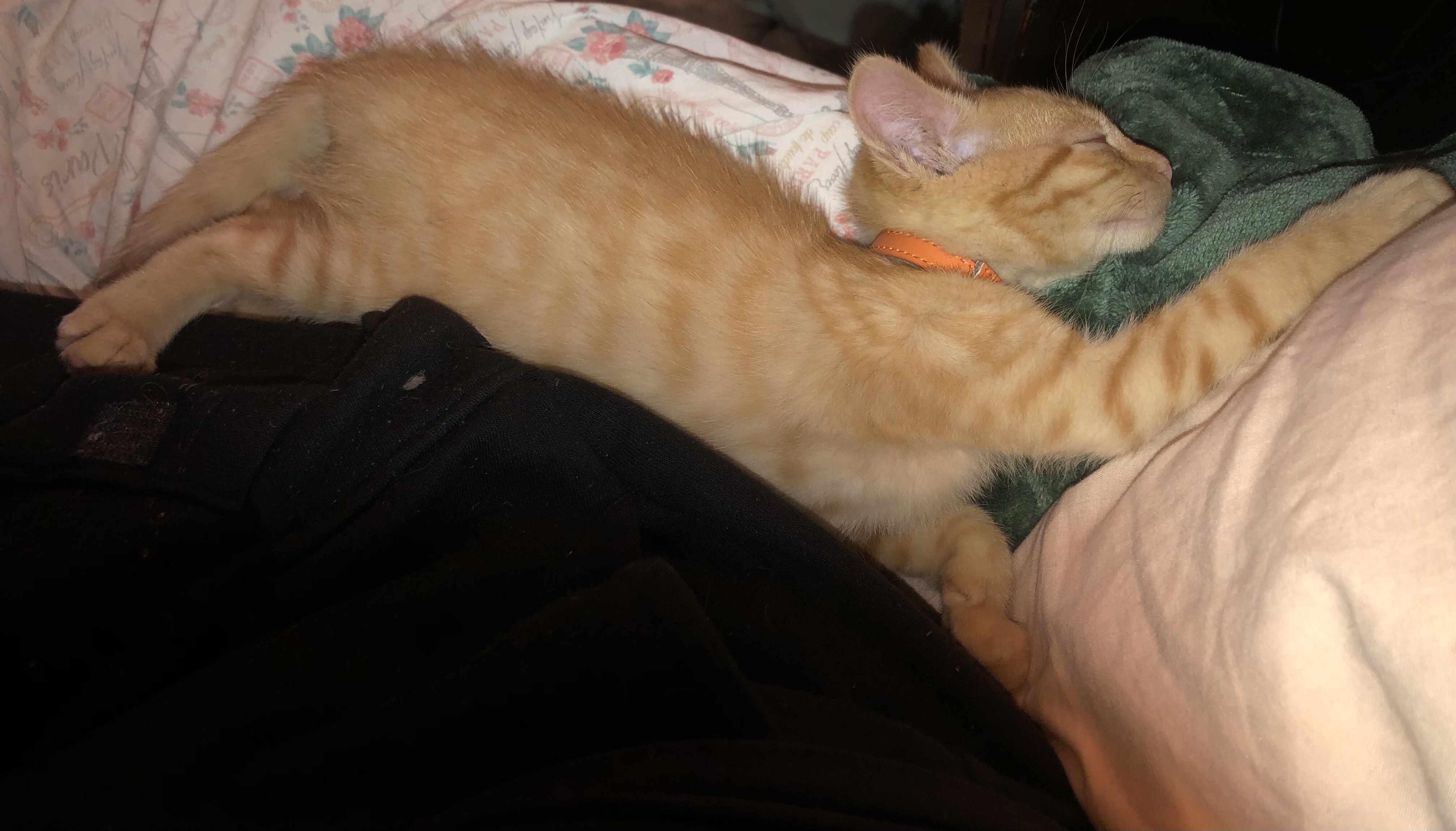 Kitten image 6