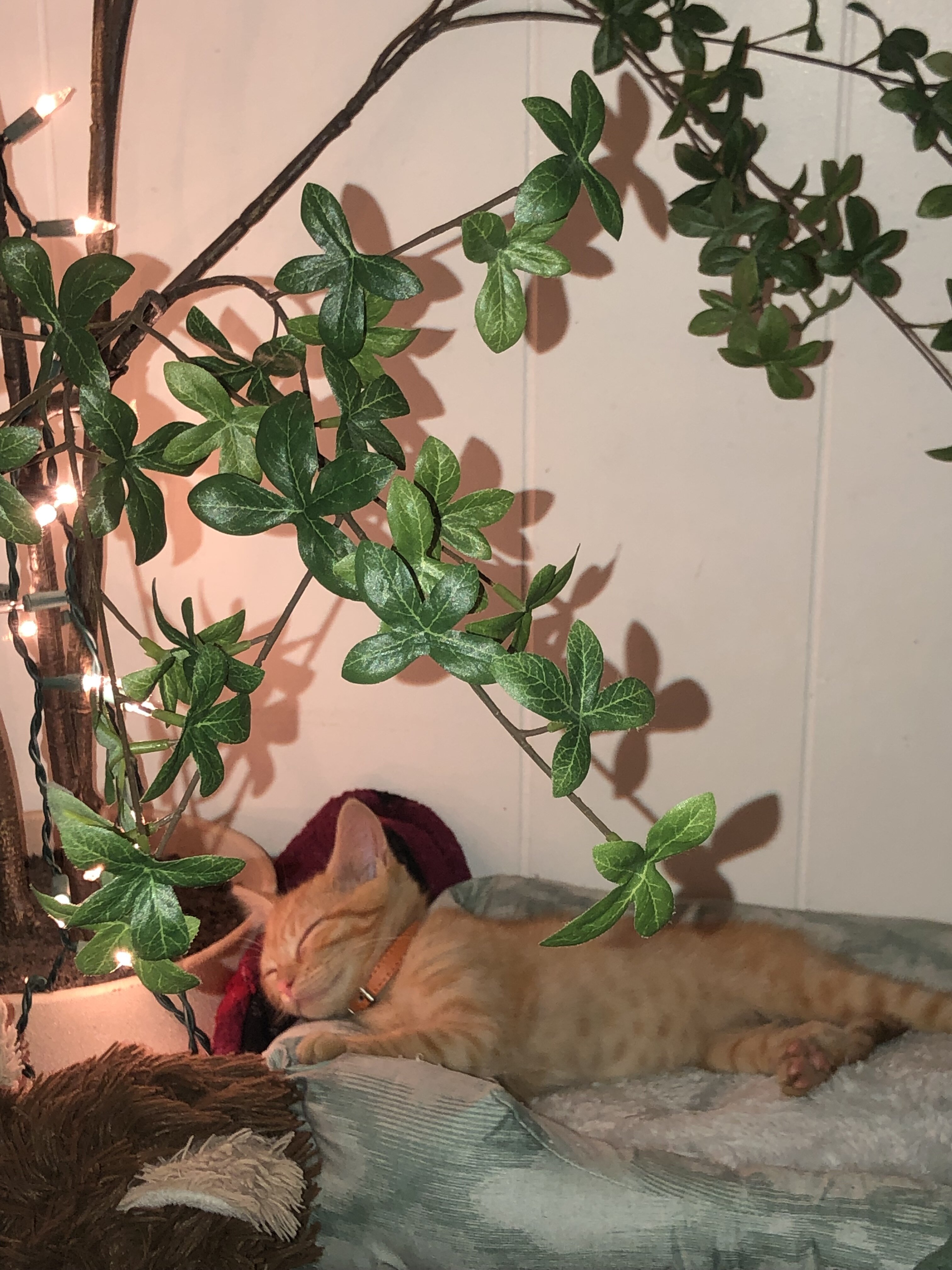 Kitten image 7