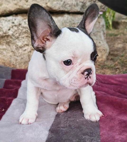 American Bulldog Puppies image 1