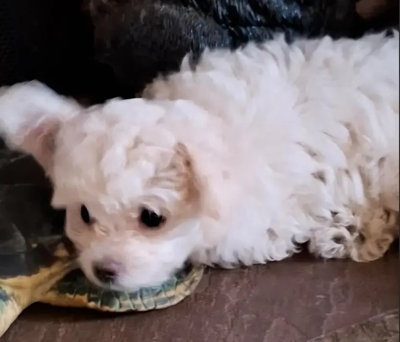 Malti-Poo Puppies For Rehoming Today image 1