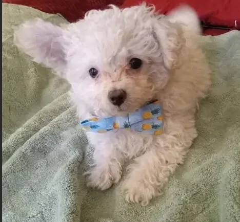 Malti-Poo Puppies For Rehoming Today image 4
