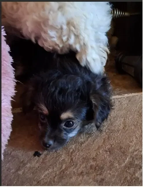 Malti-Poo Puppies For Rehoming Today image 3