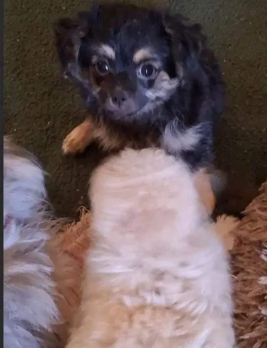 Malti-Poo Puppies For Rehoming Today image 2