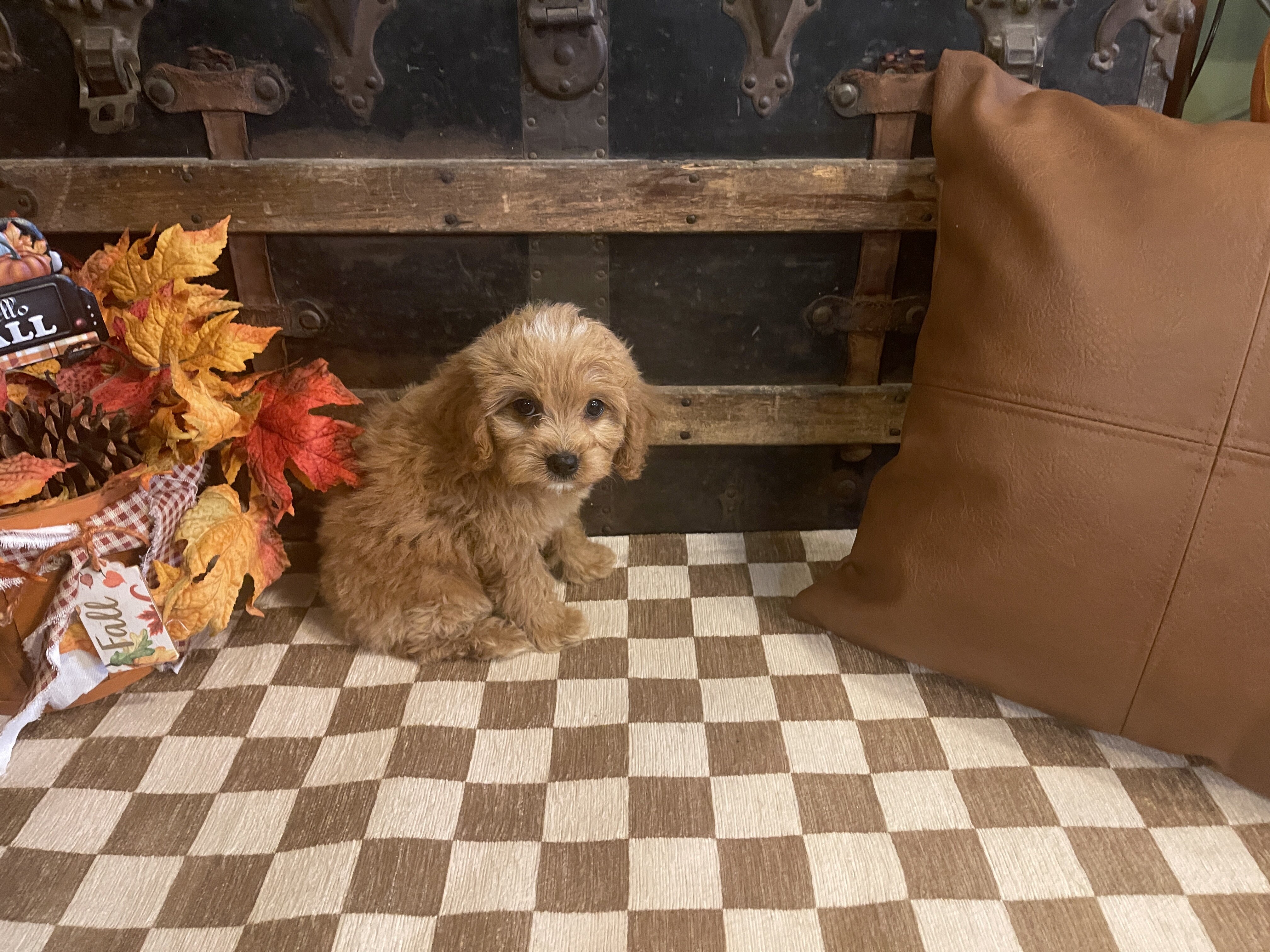 Cavapoo Male Puppy image 1