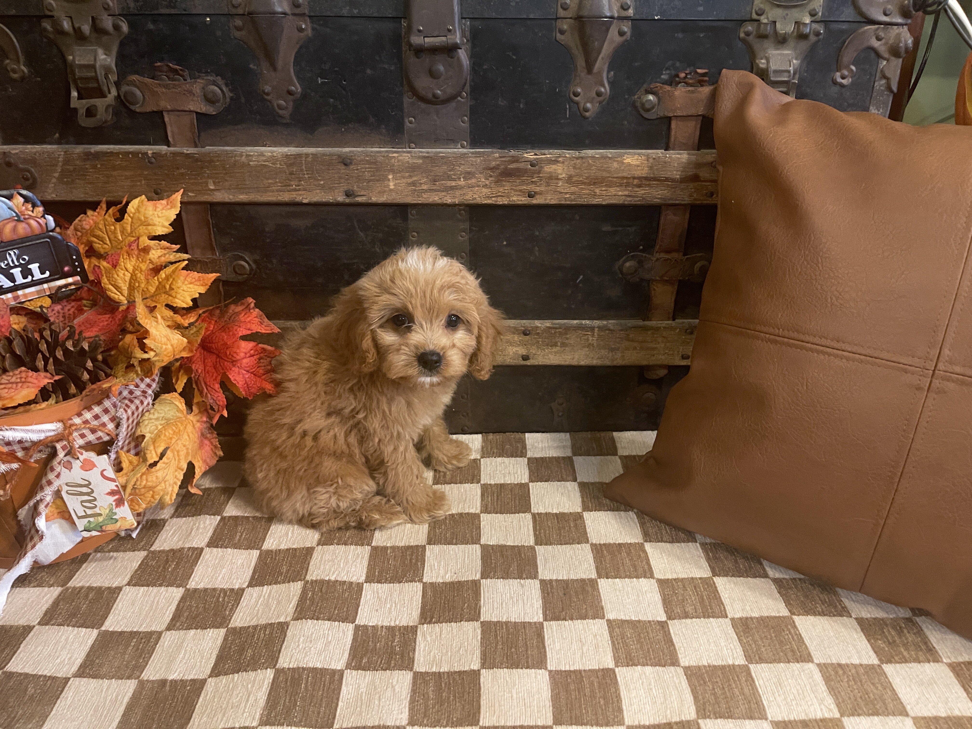 Cavapoo Male Puppy image 2