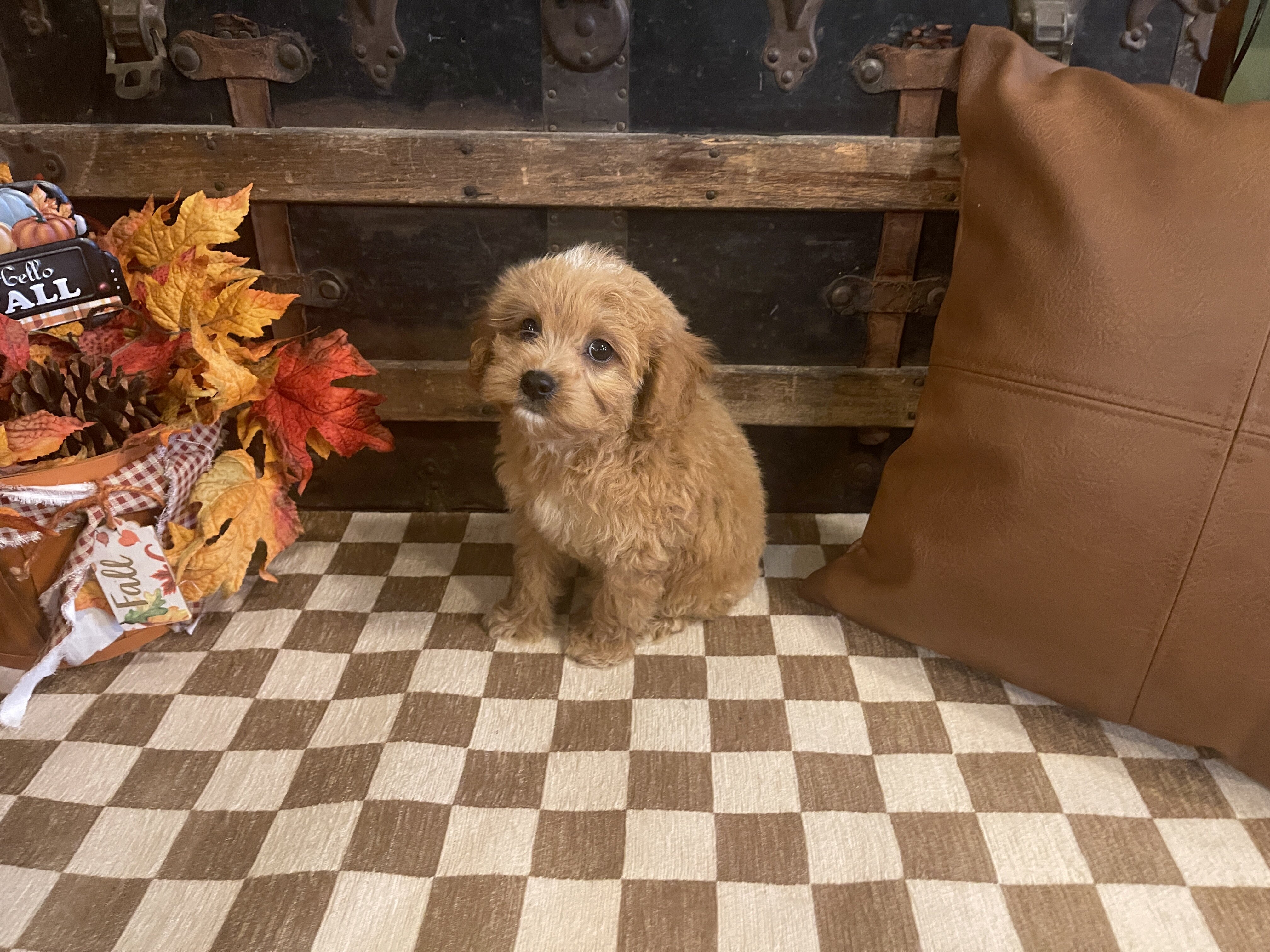 Cavapoo Male Puppy image 3