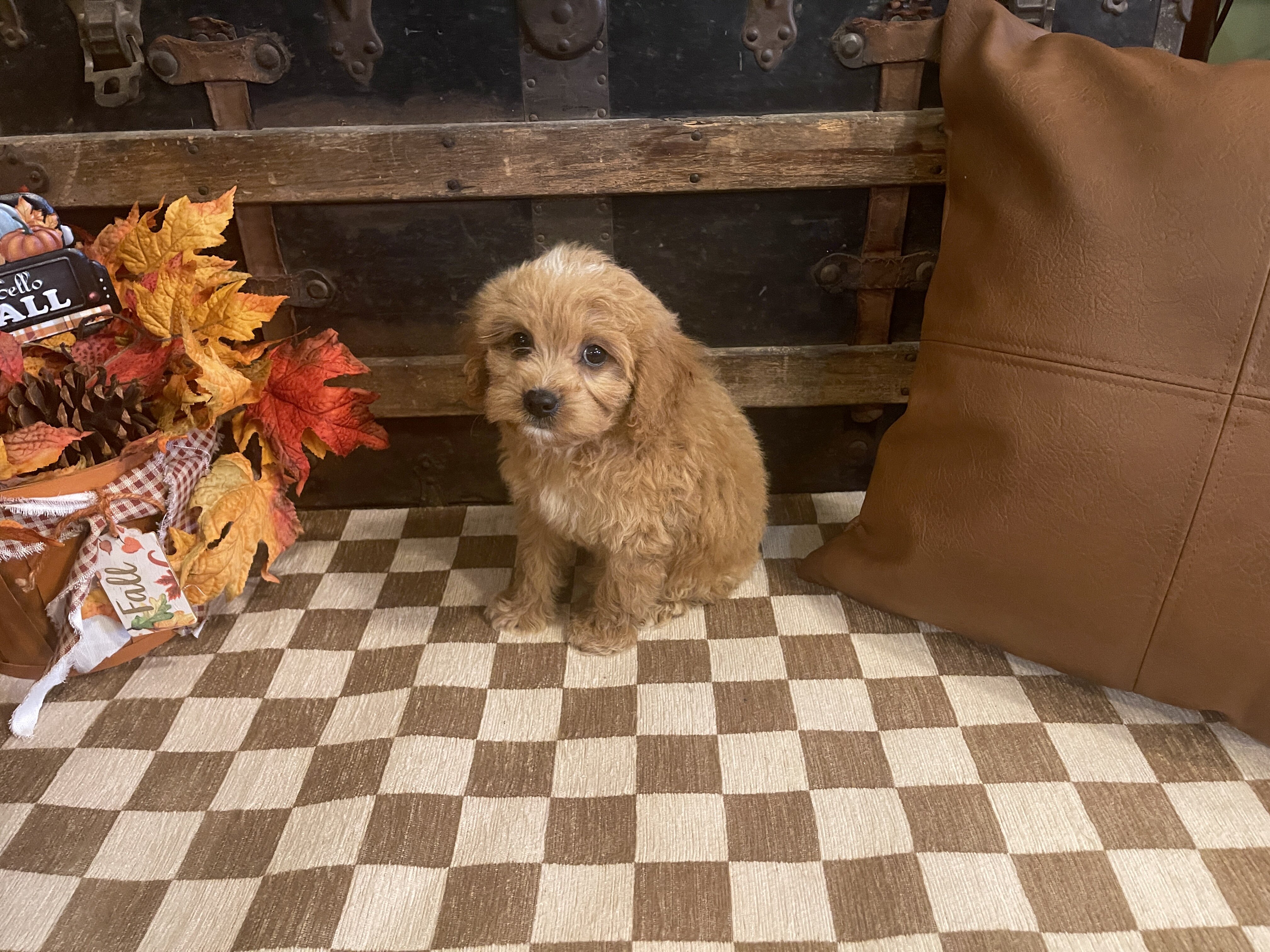 Cavapoo Male Puppy image 4