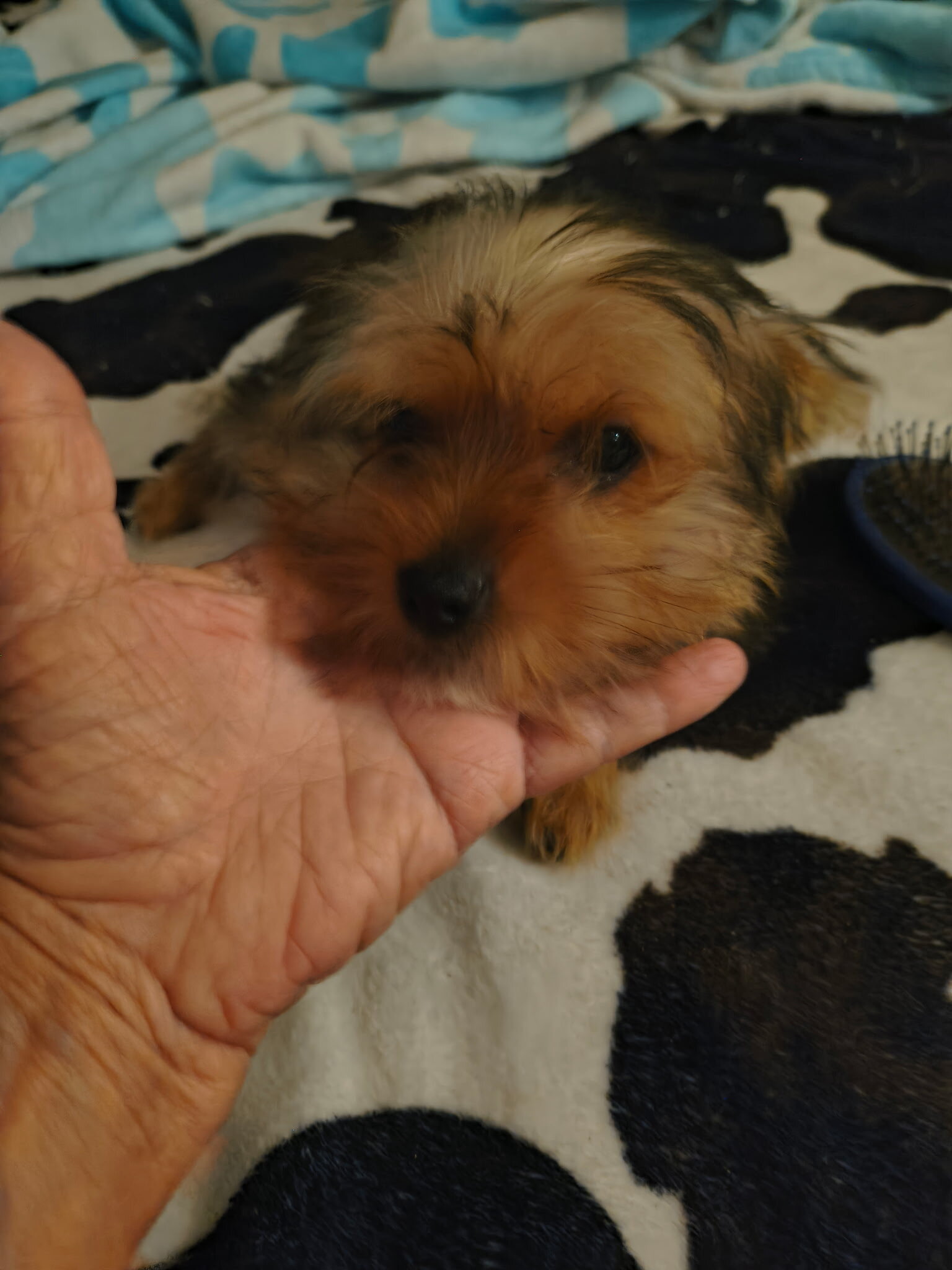 Yorkie Puppy image 3