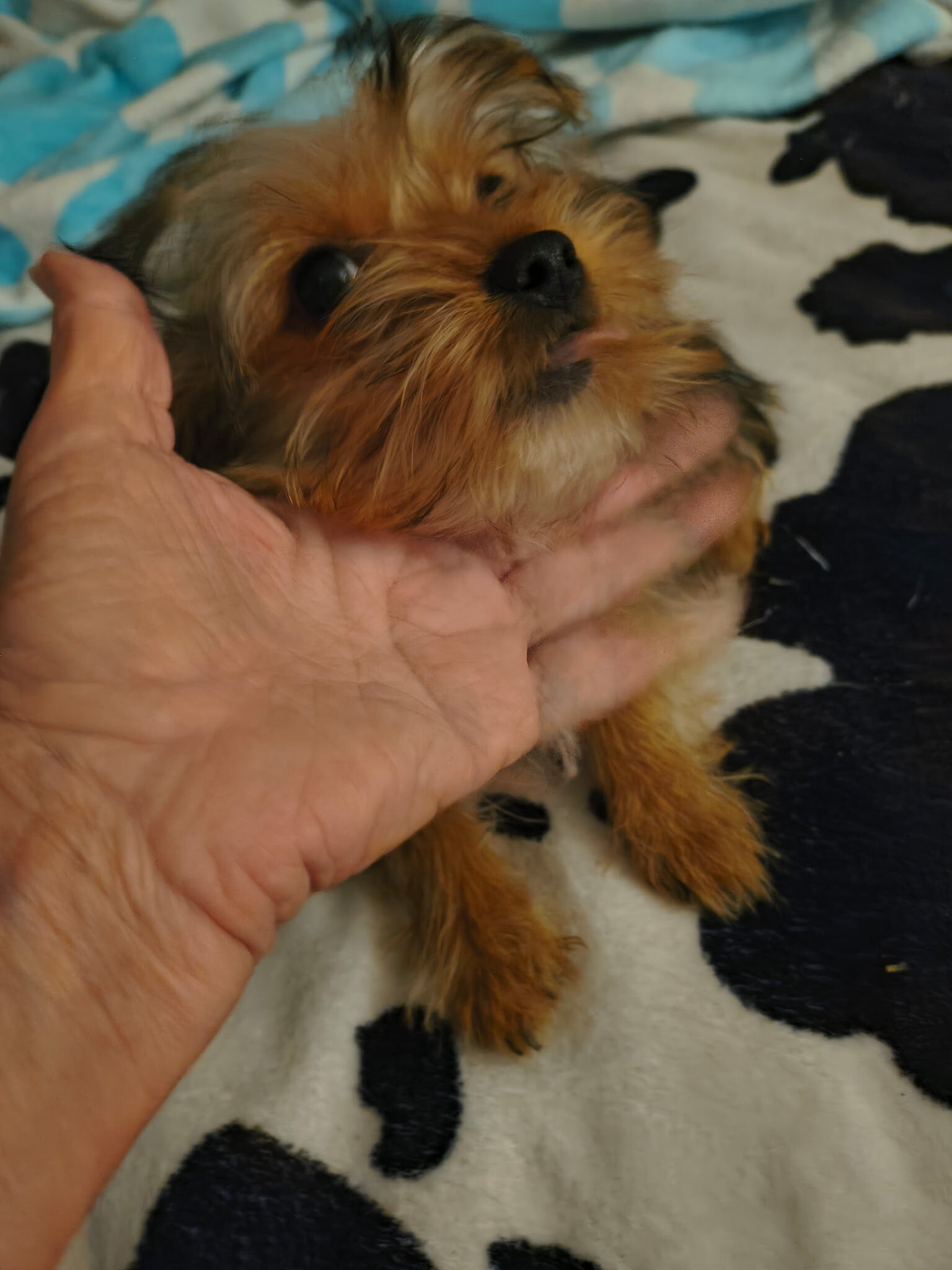 Yorkie Puppy image 1