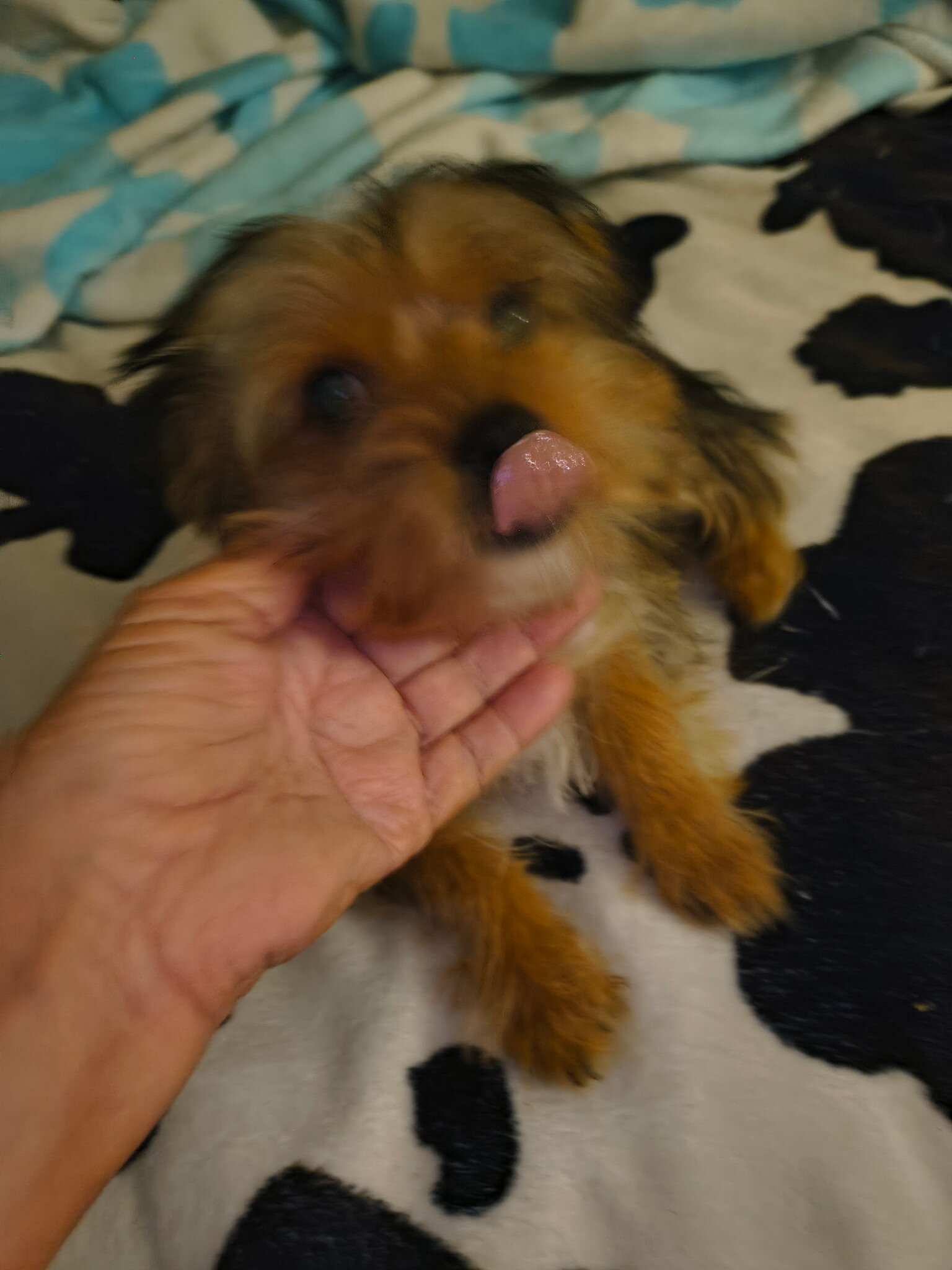 Yorkie Puppy image 2