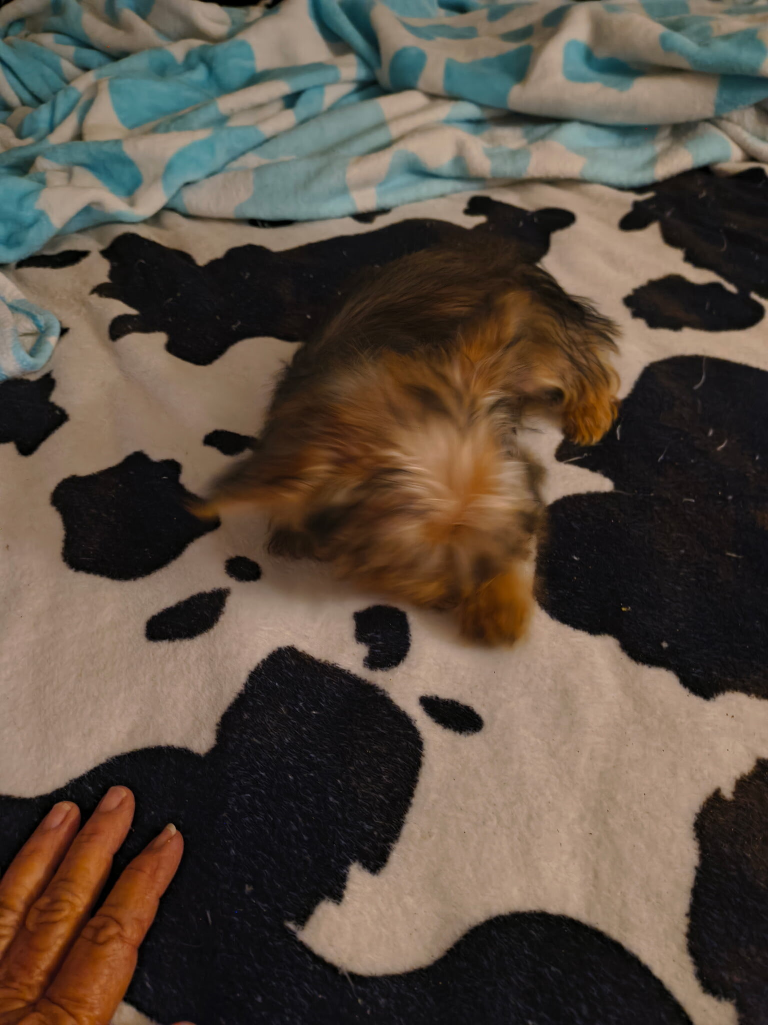Yorkie Puppy image 4