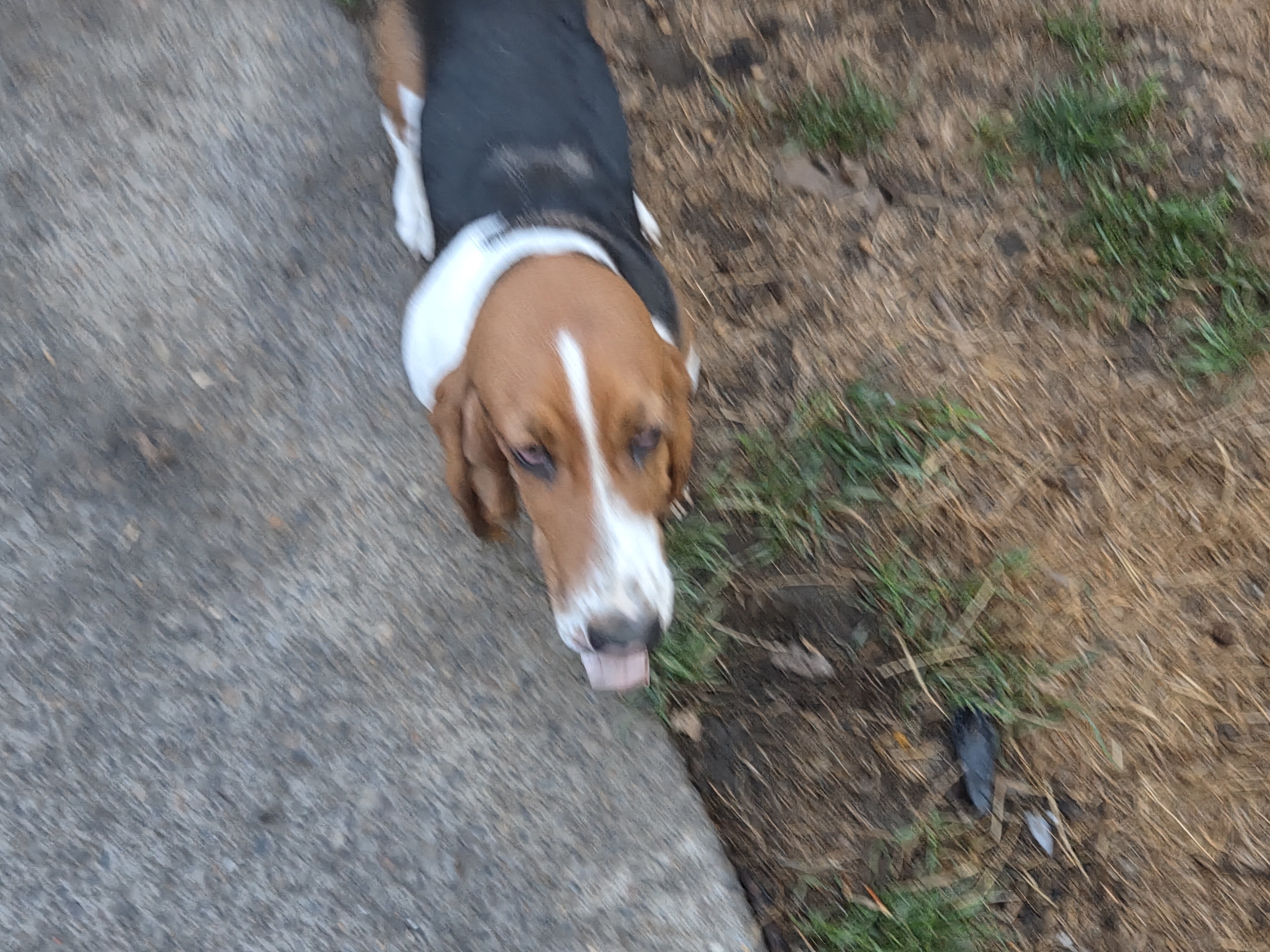Puppy image 1
