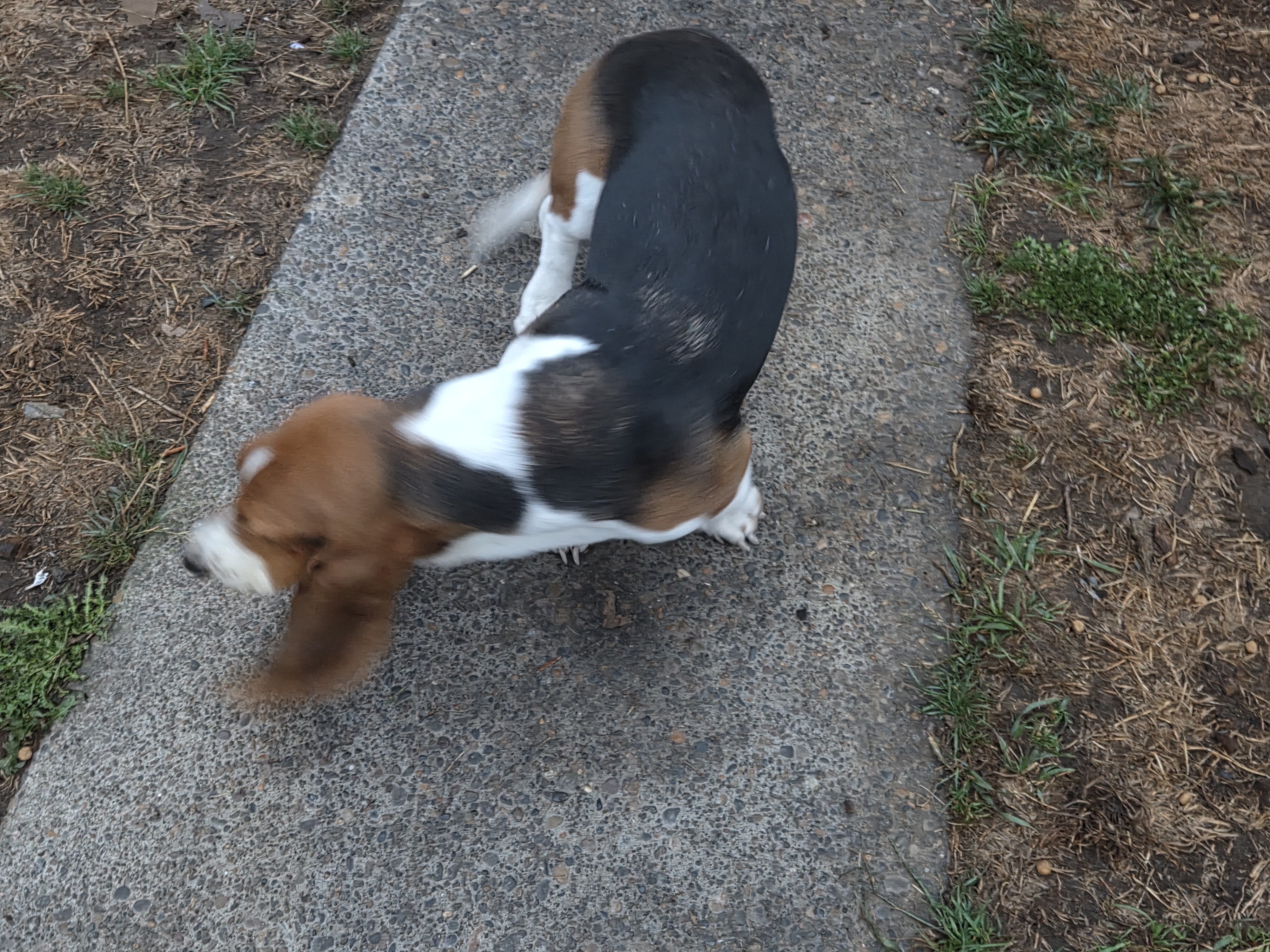 Puppy image 3