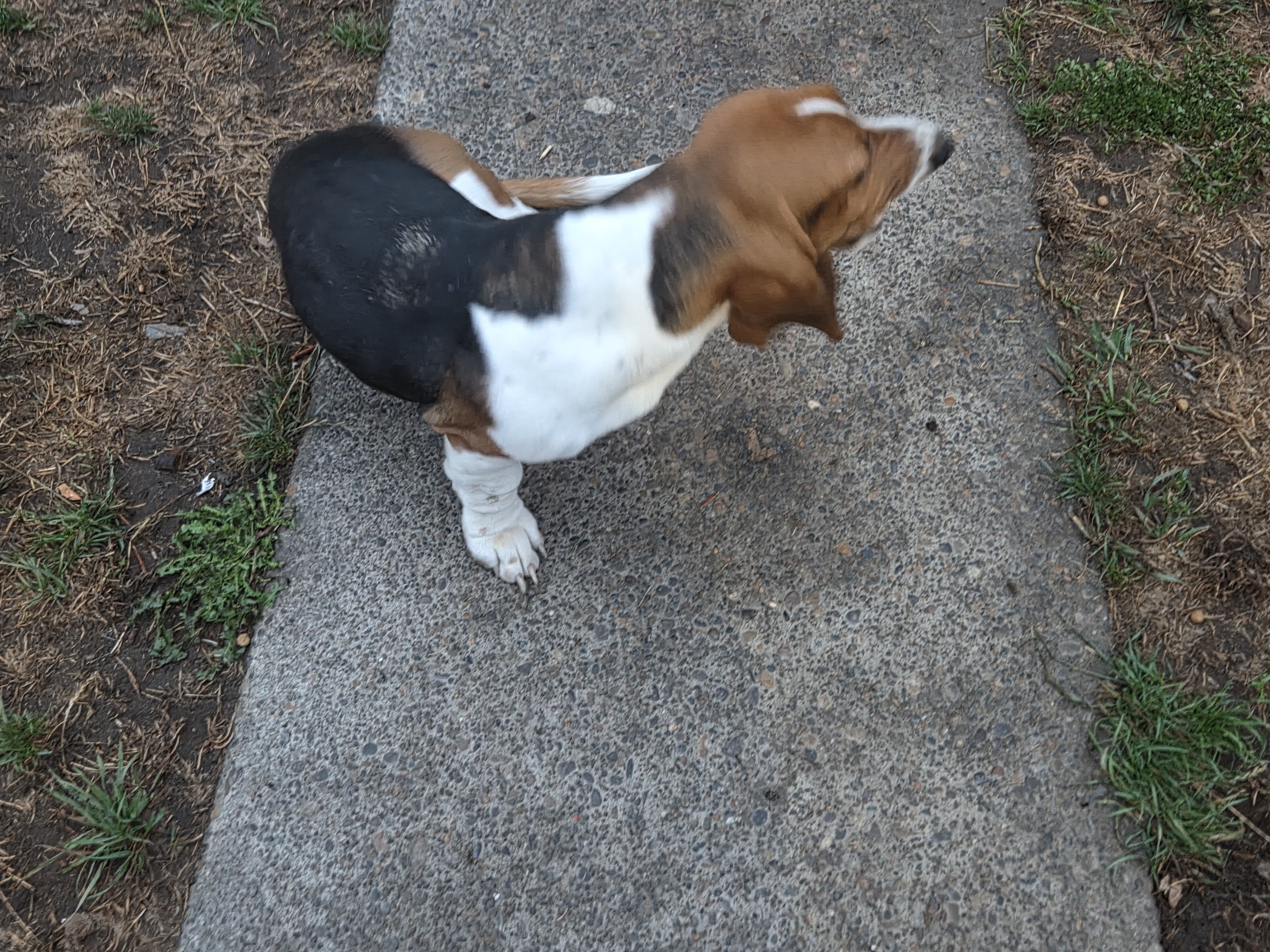 Puppy image 2