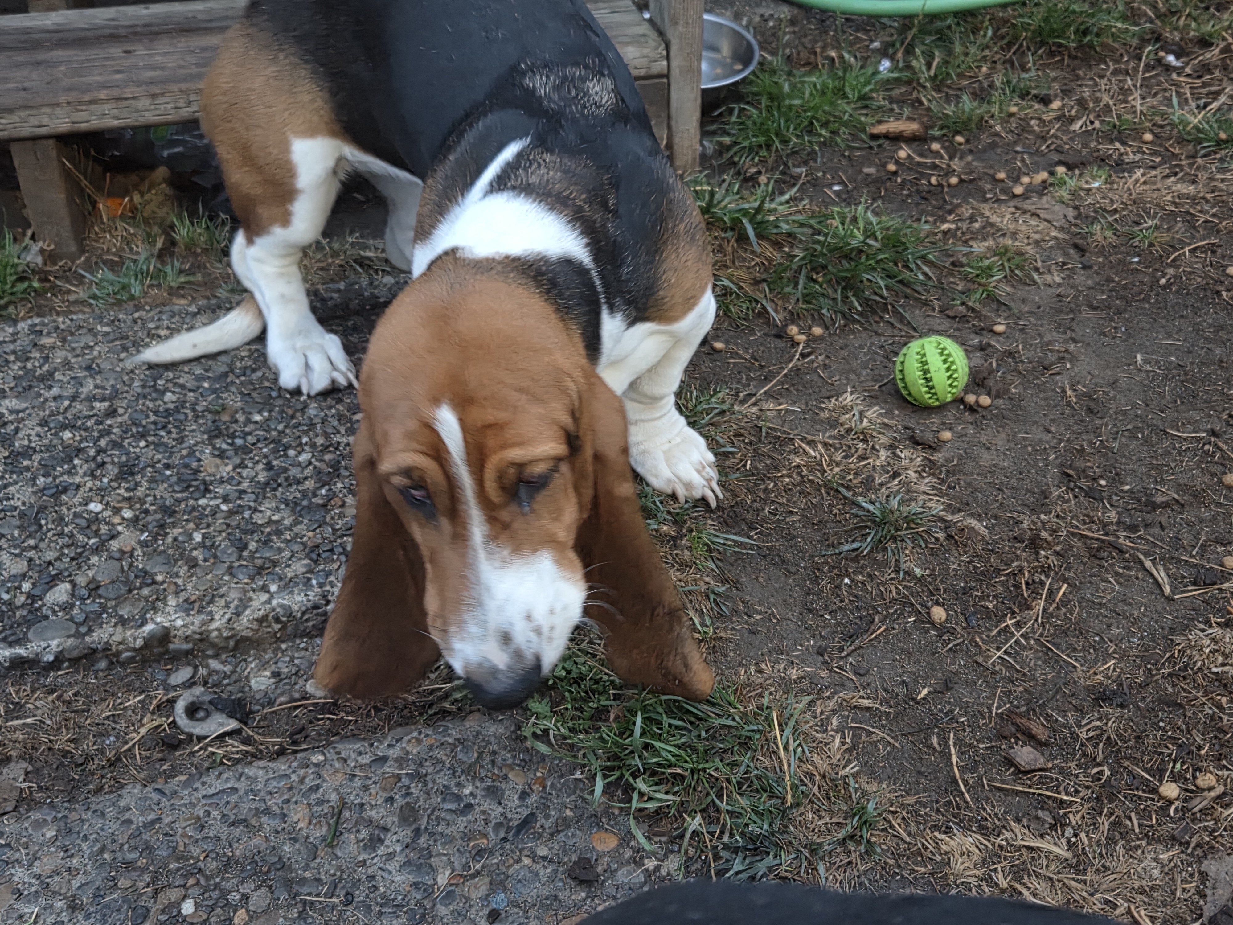 Puppy image 4
