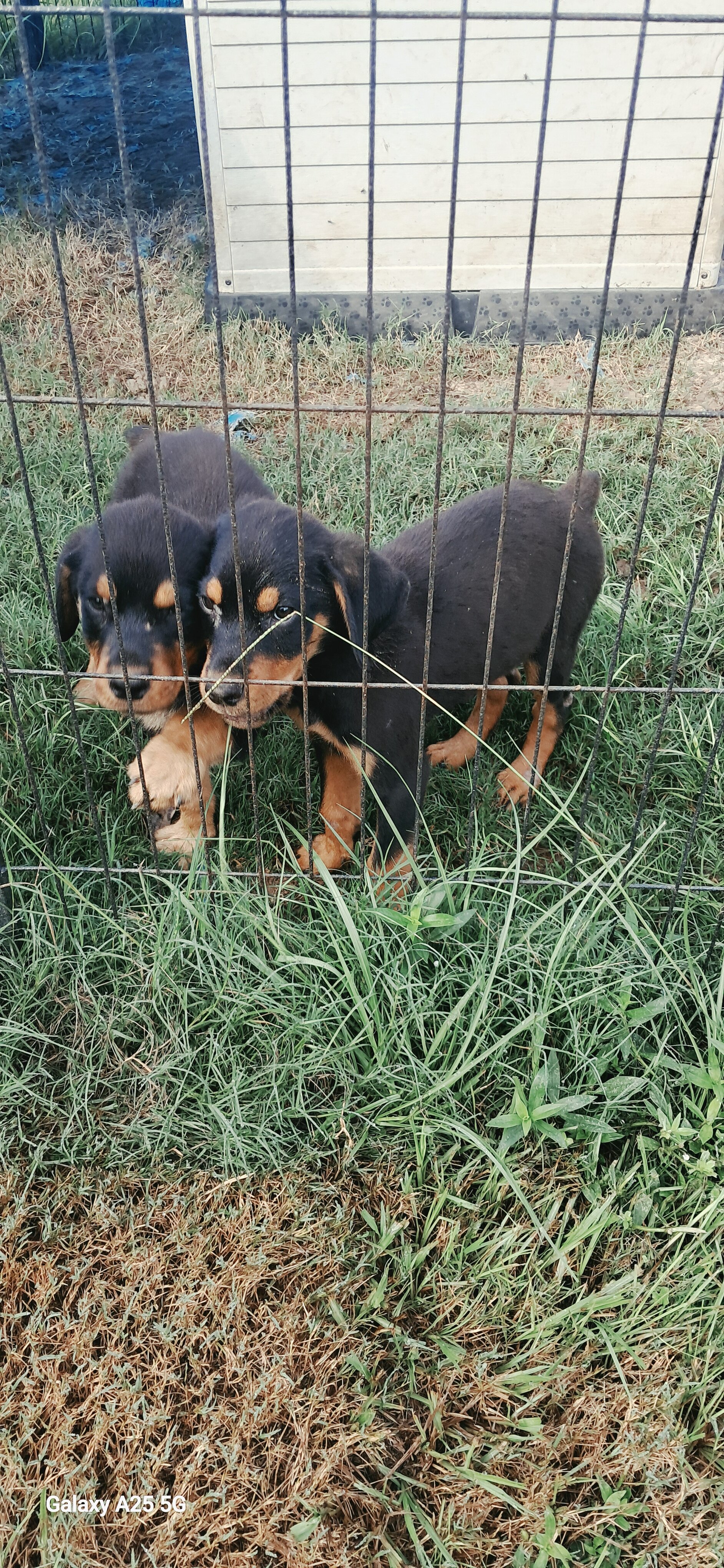 Rottweiler Puppies $400. image 1