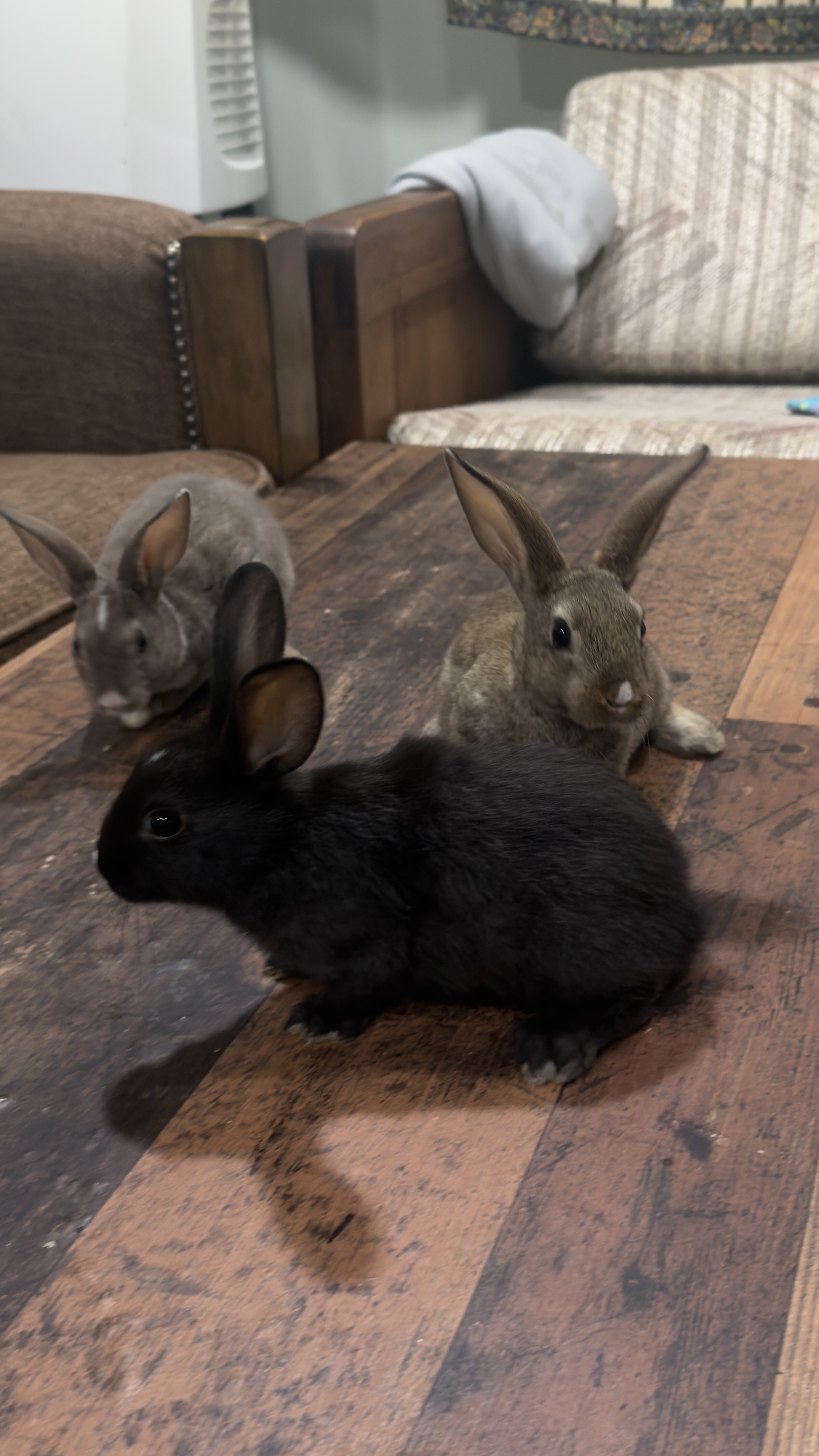 Rabbits image 6
