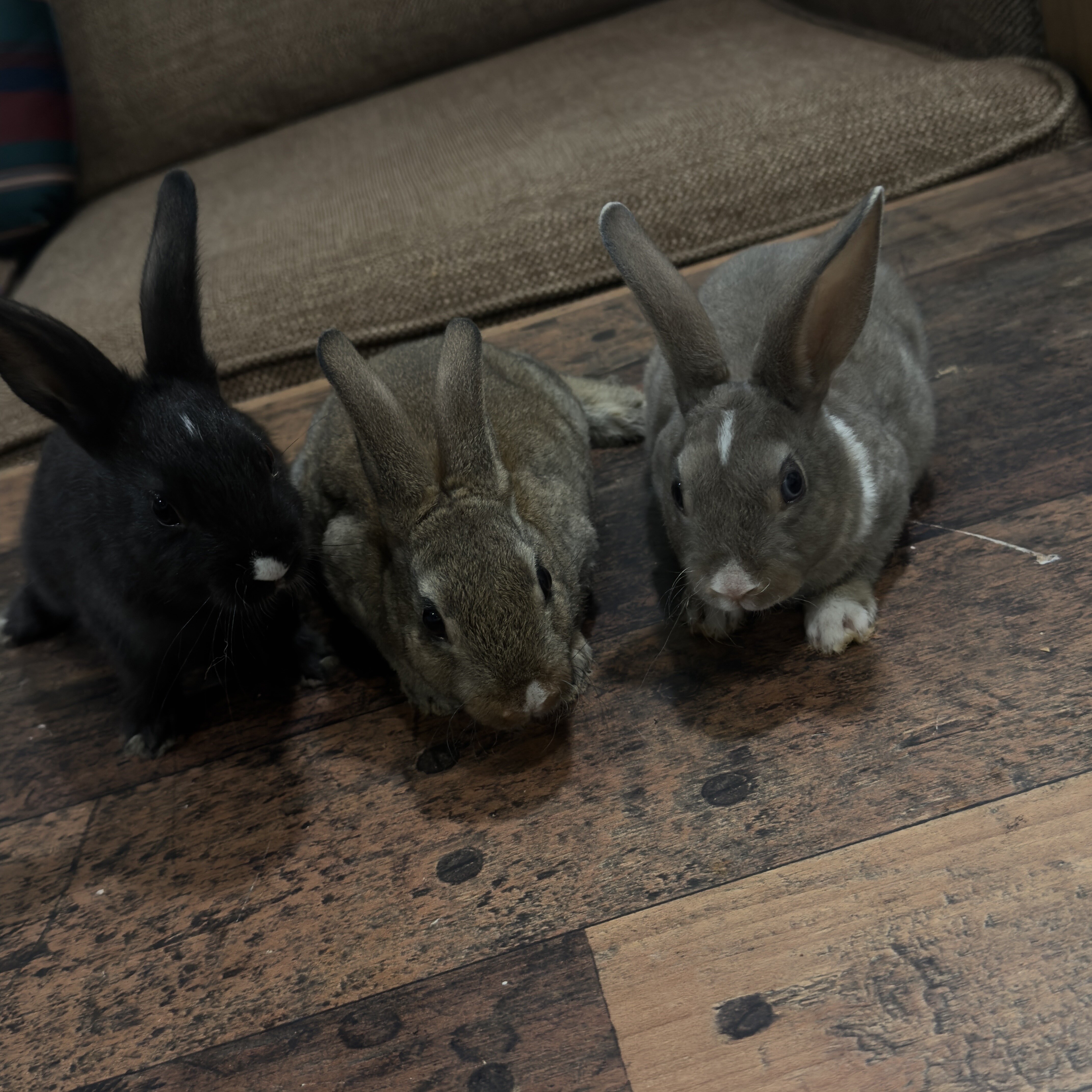 Rabbits image 2