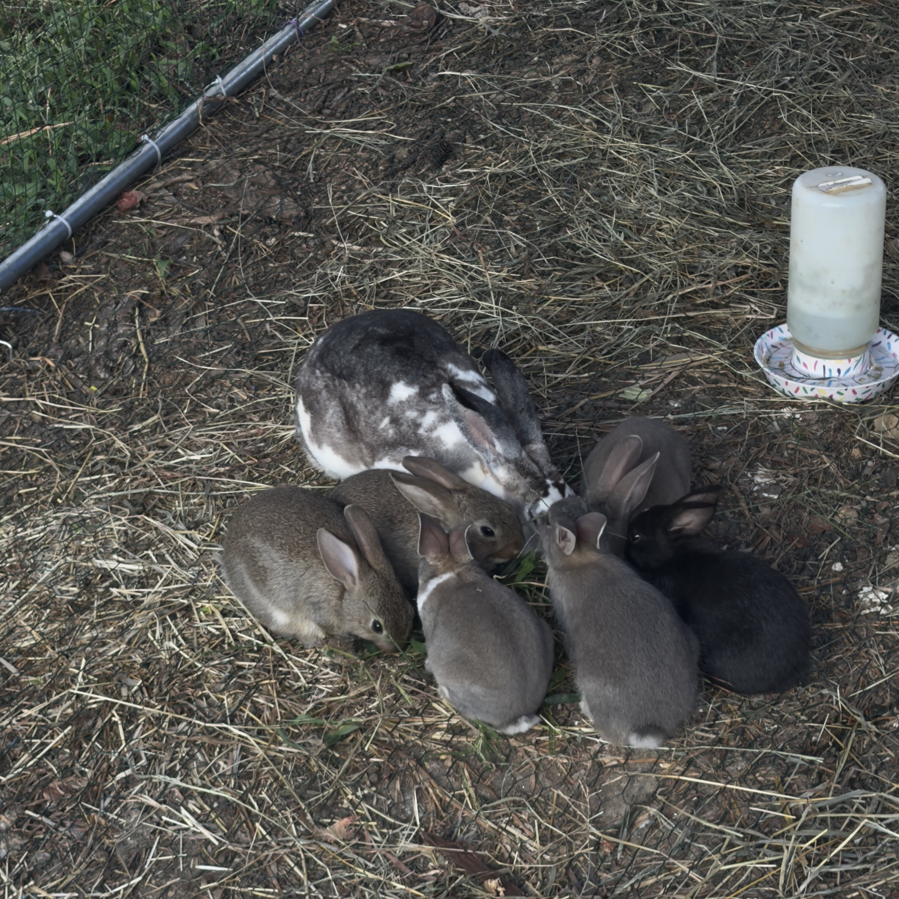 Rabbits image 5