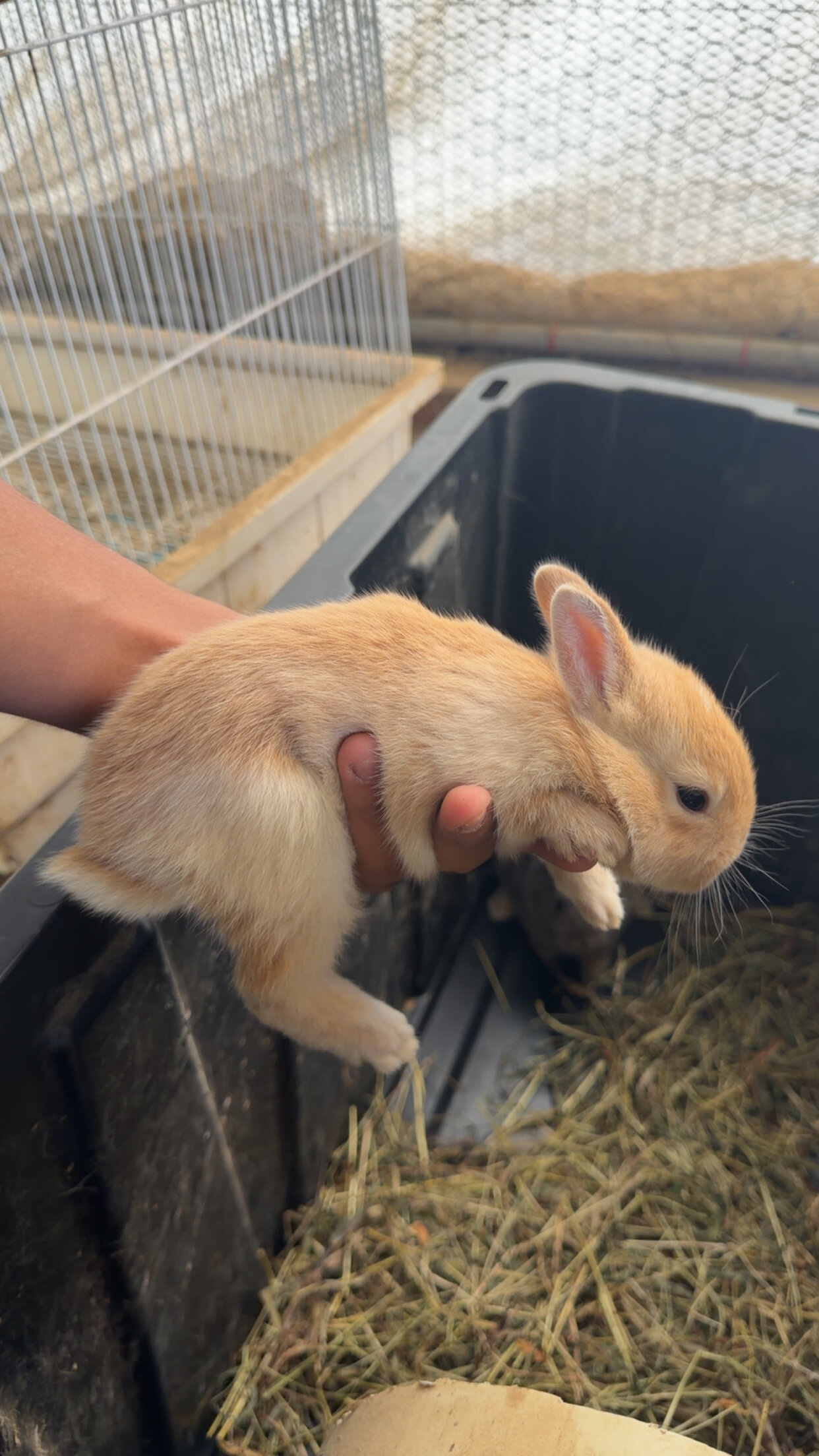 Rabbits image 1