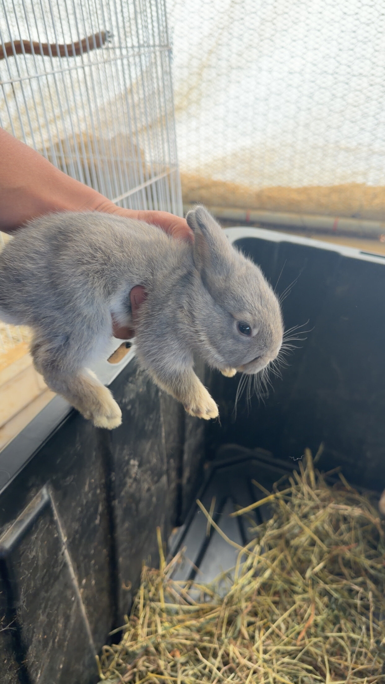 Rabbits image 3