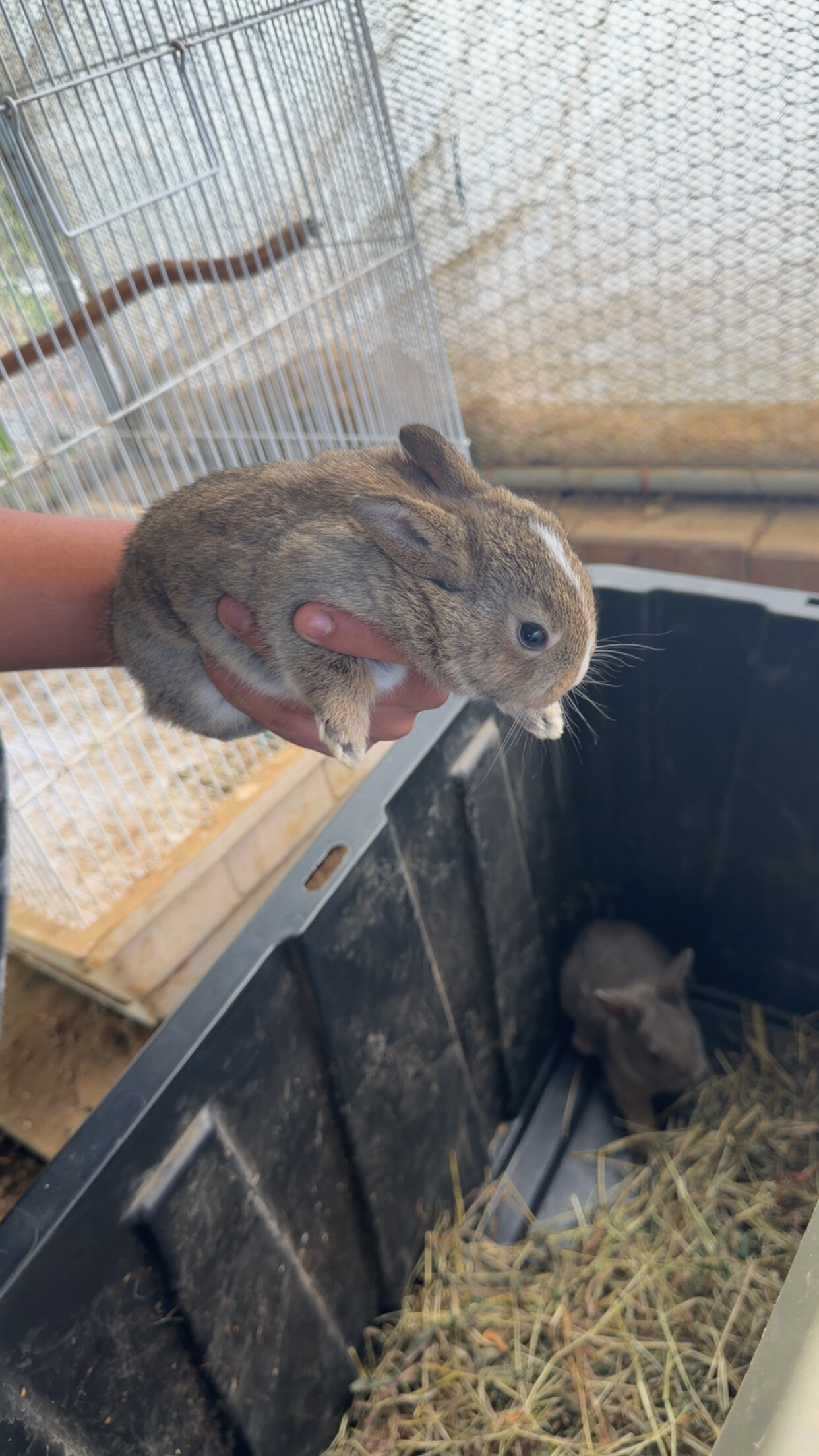 Rabbits image 4