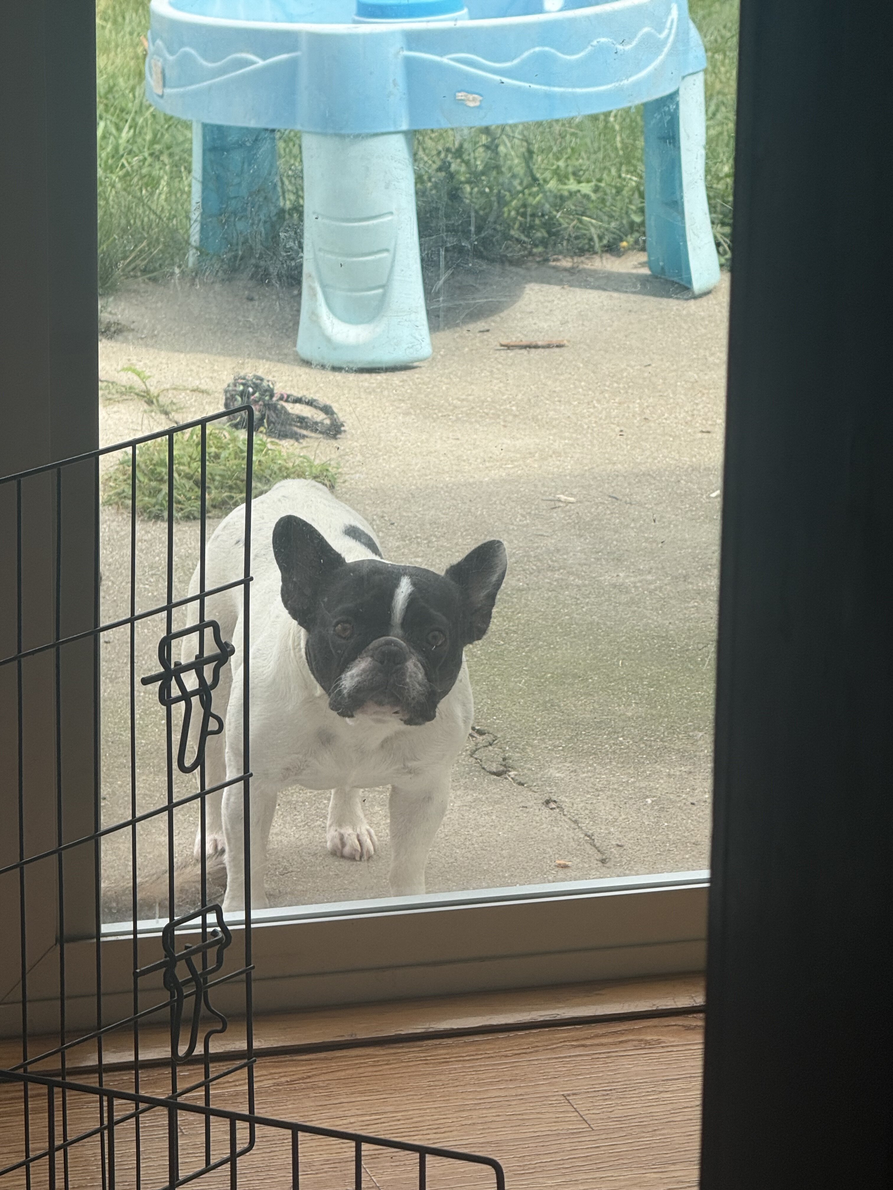 French Bulldog image 1