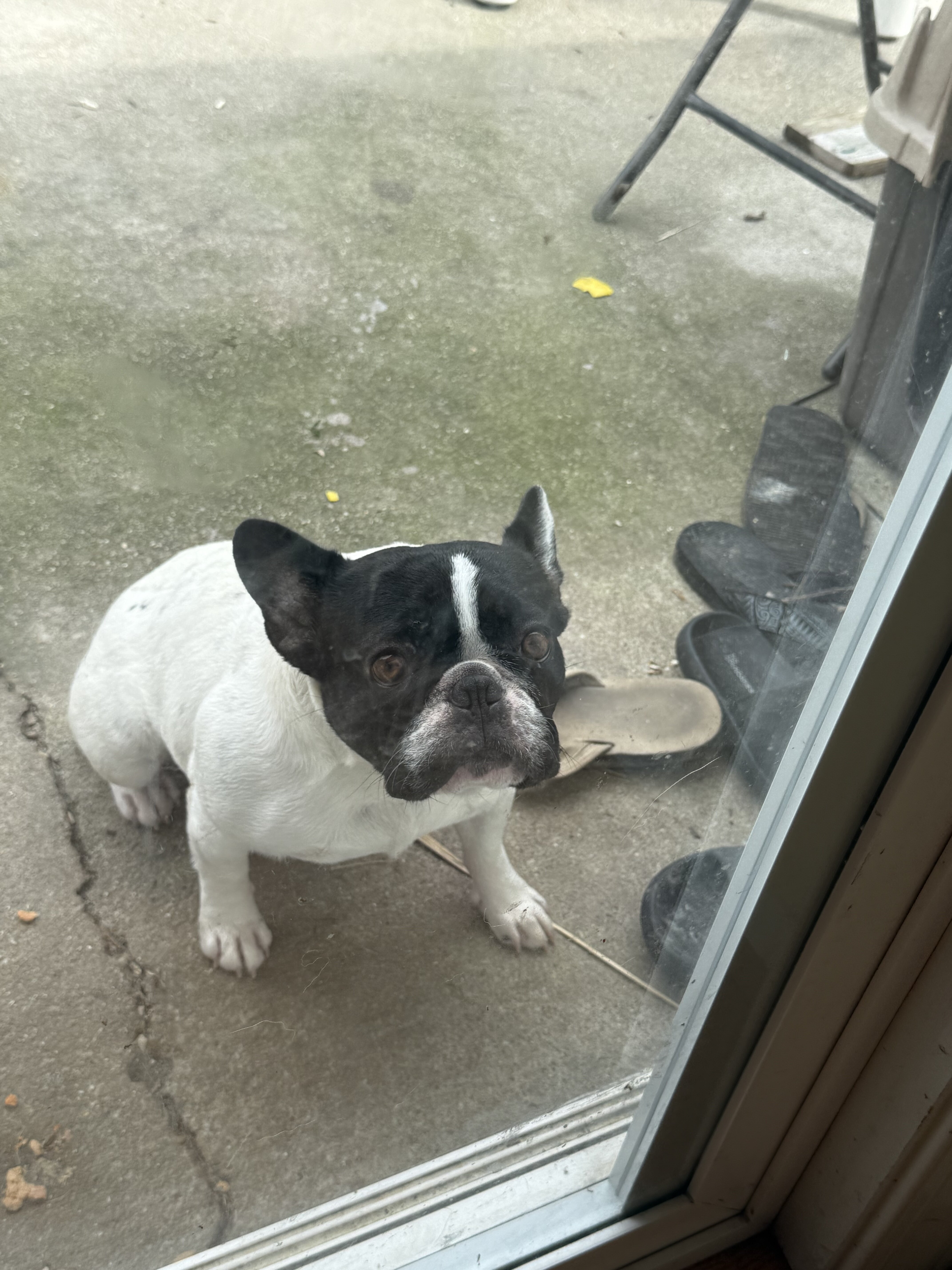 French Bulldog image 2