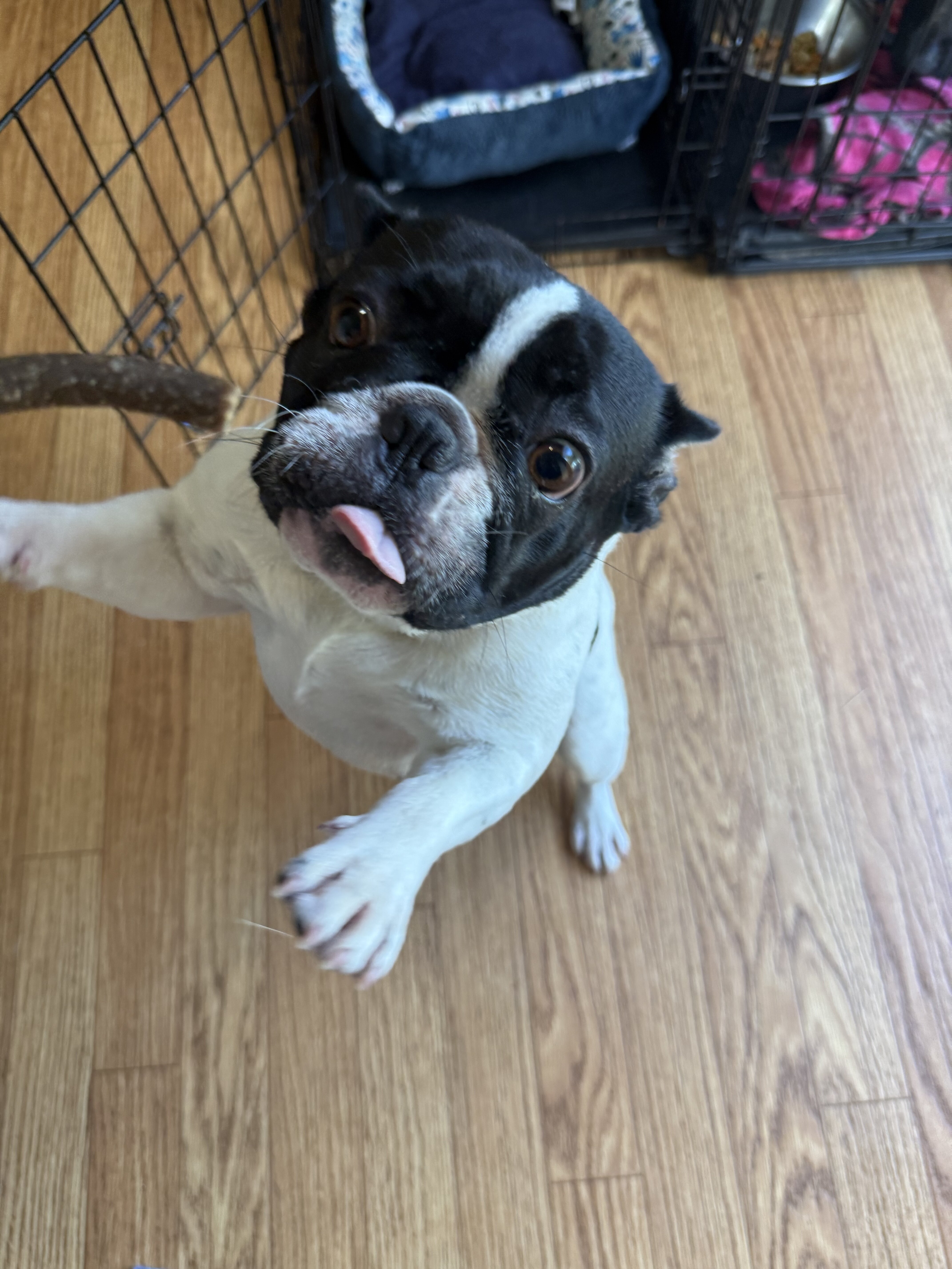 French Bulldog image 3