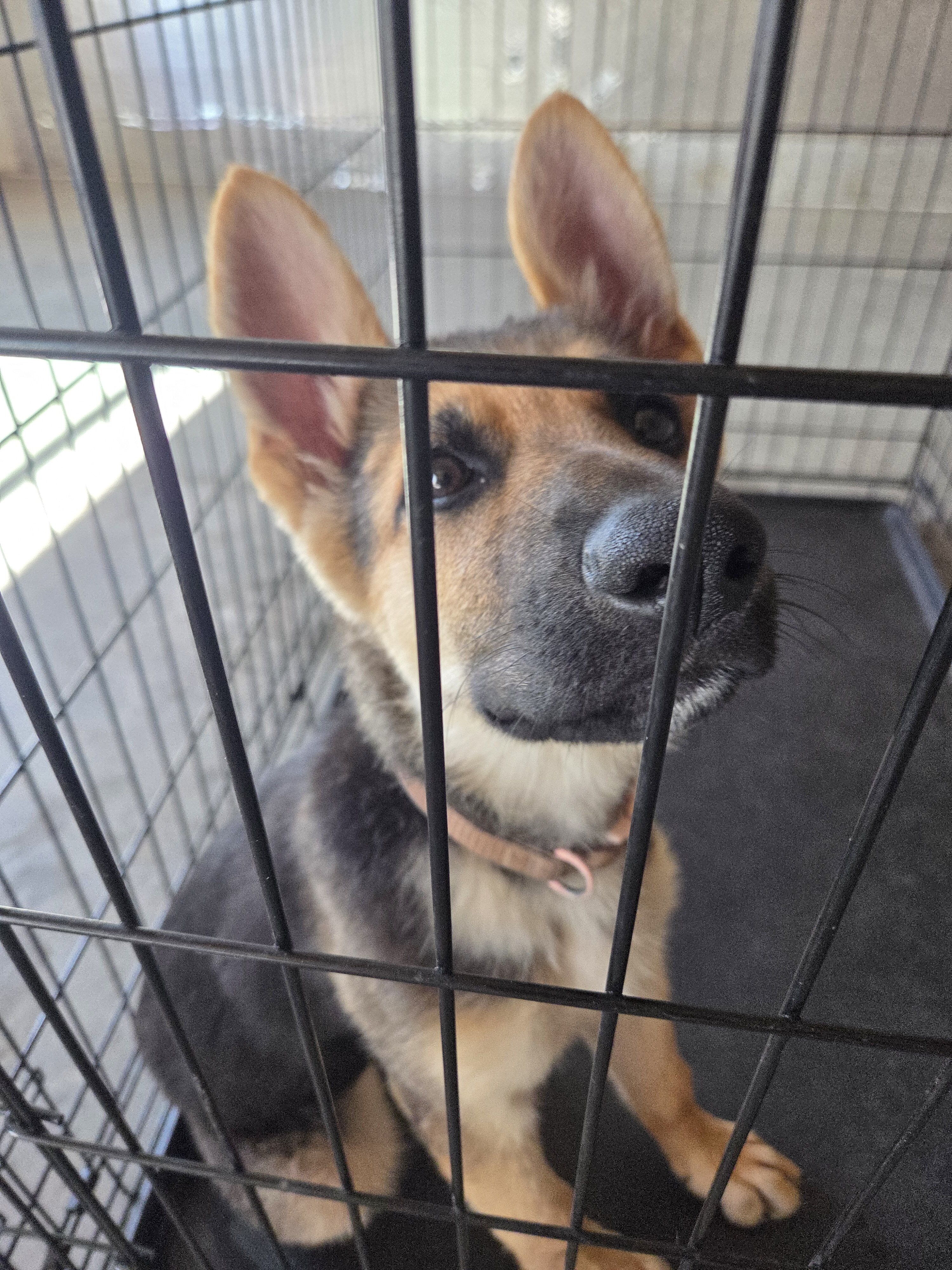 Germanshiper puppy image 1