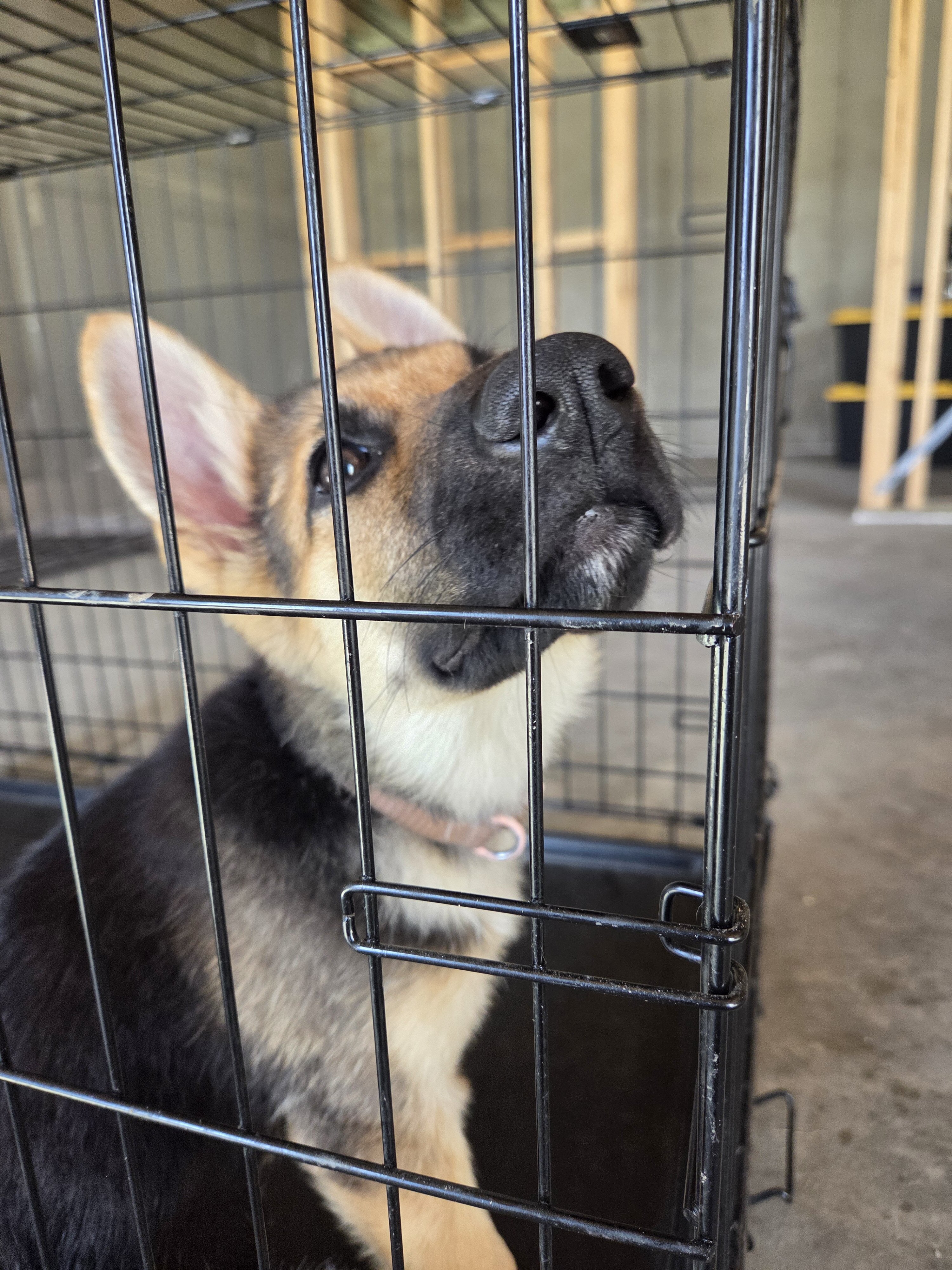 Germanshiper puppy image 3