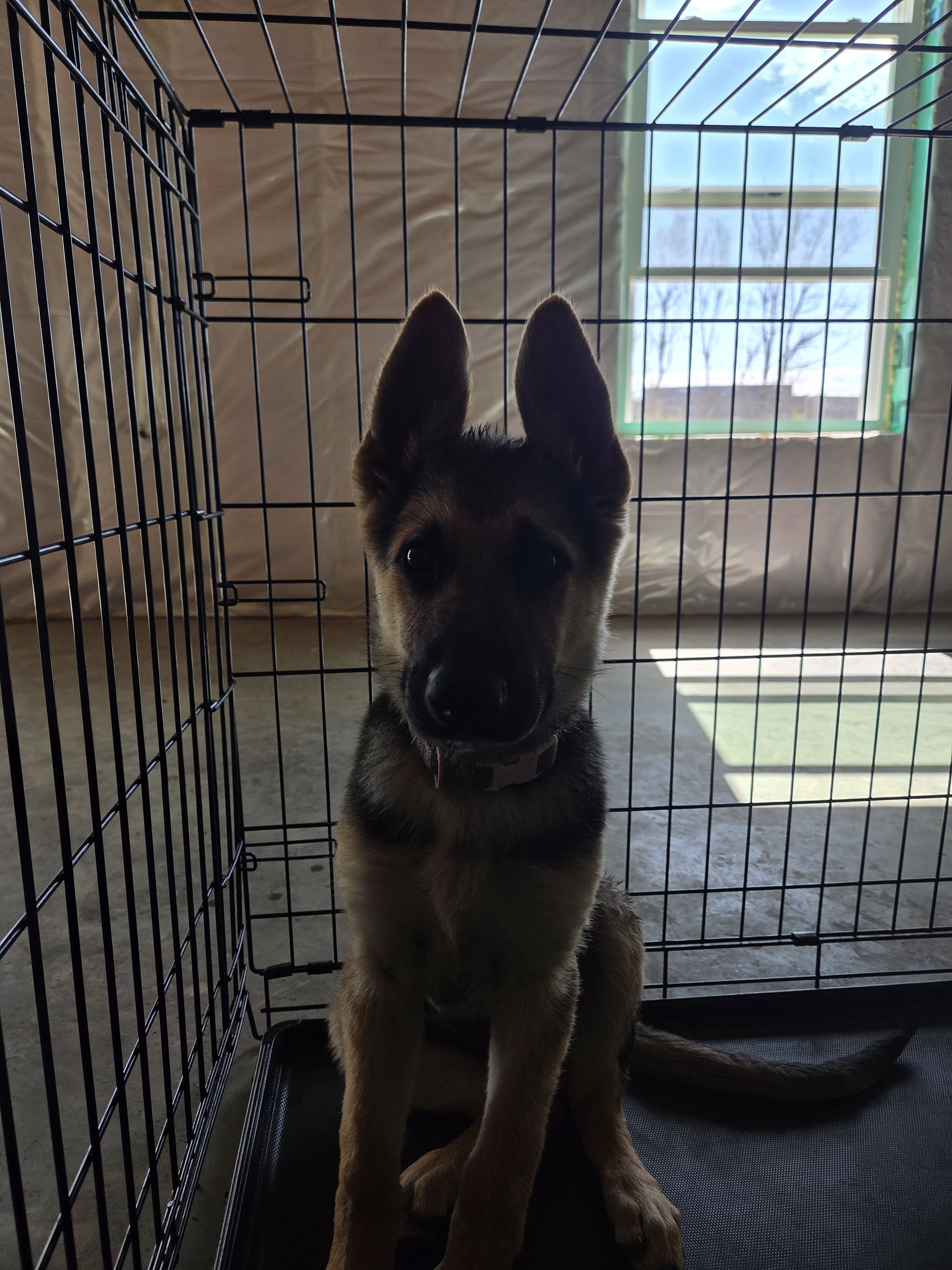 Germanshiper puppy image 2