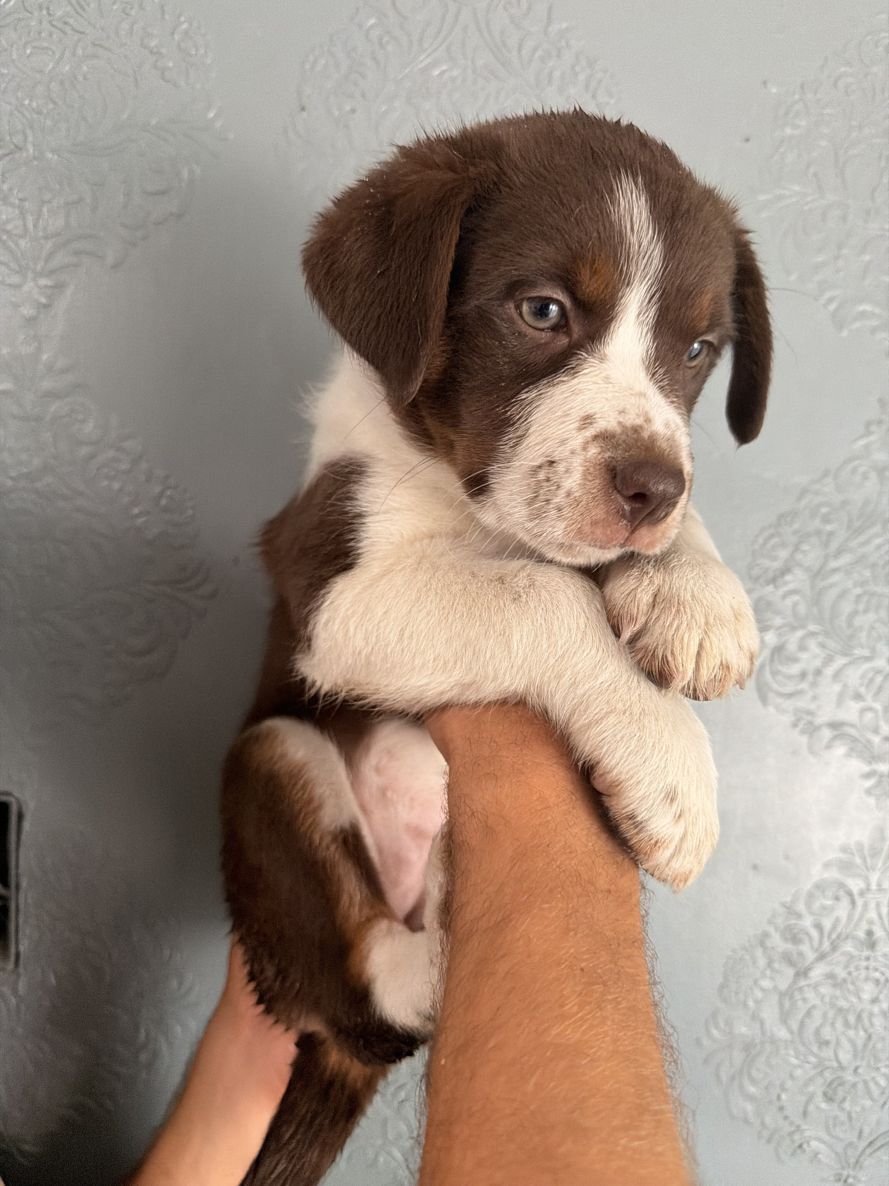 Heeler puppy image 1