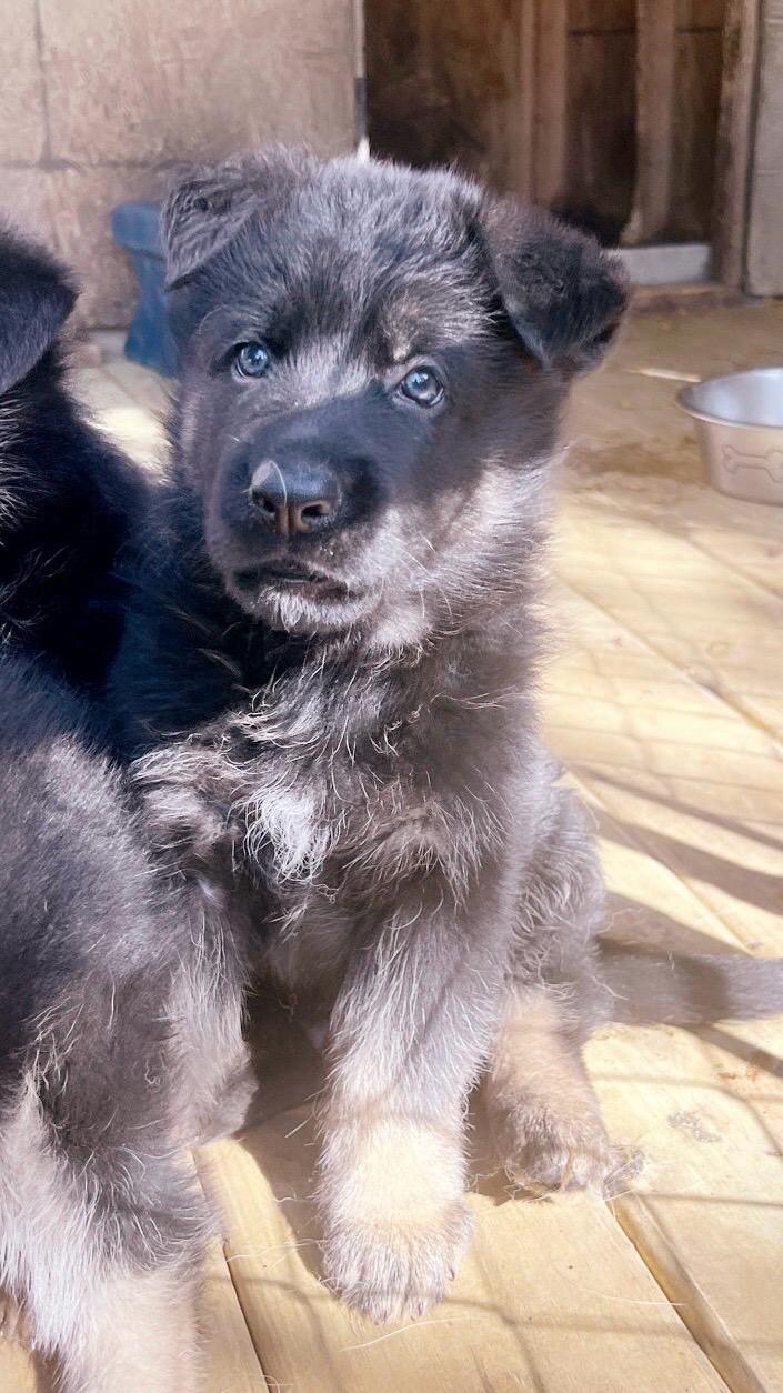 German shepherd puppy image 1