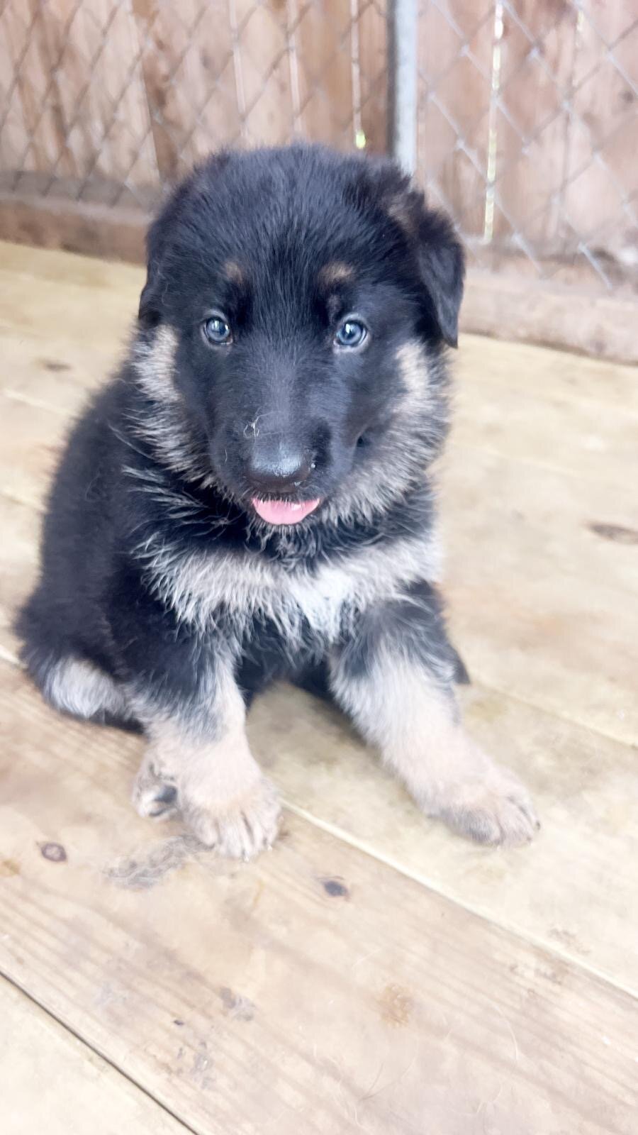 German shepherd puppy Female image 1