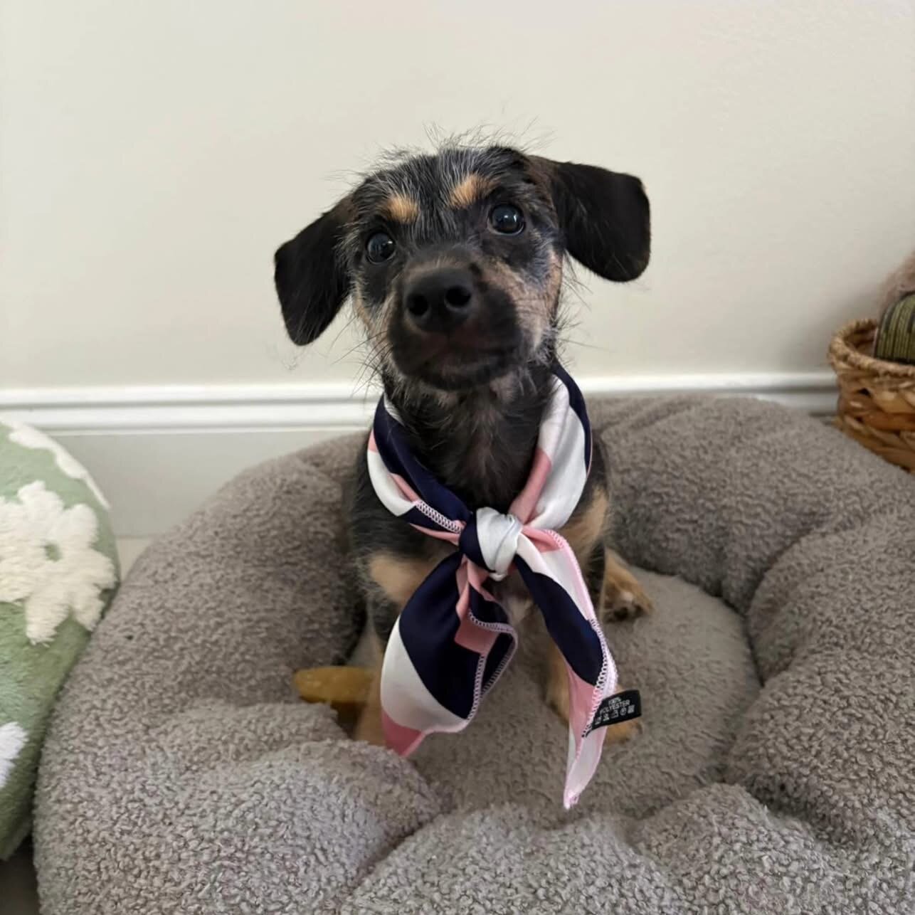 💕 MEET ZURI — AVAILABLE FOR ADOPTION! 💕 image 2