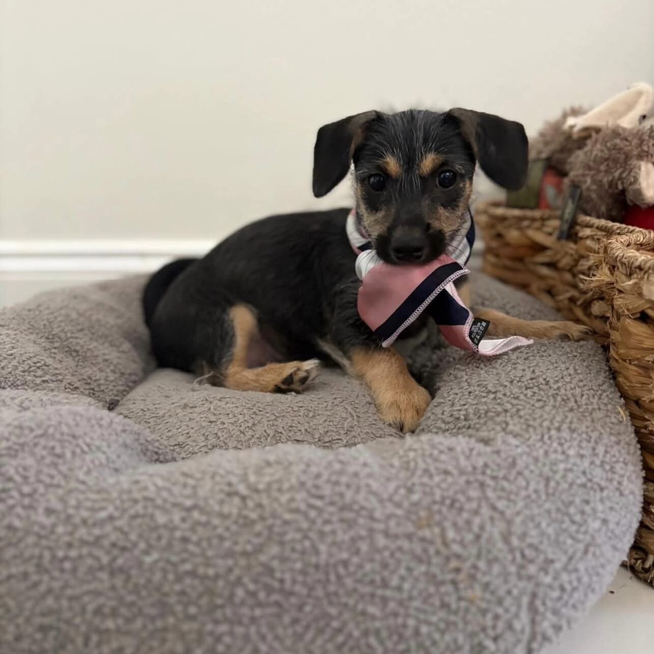 💕 MEET ZURI — AVAILABLE FOR ADOPTION! 💕 image 4